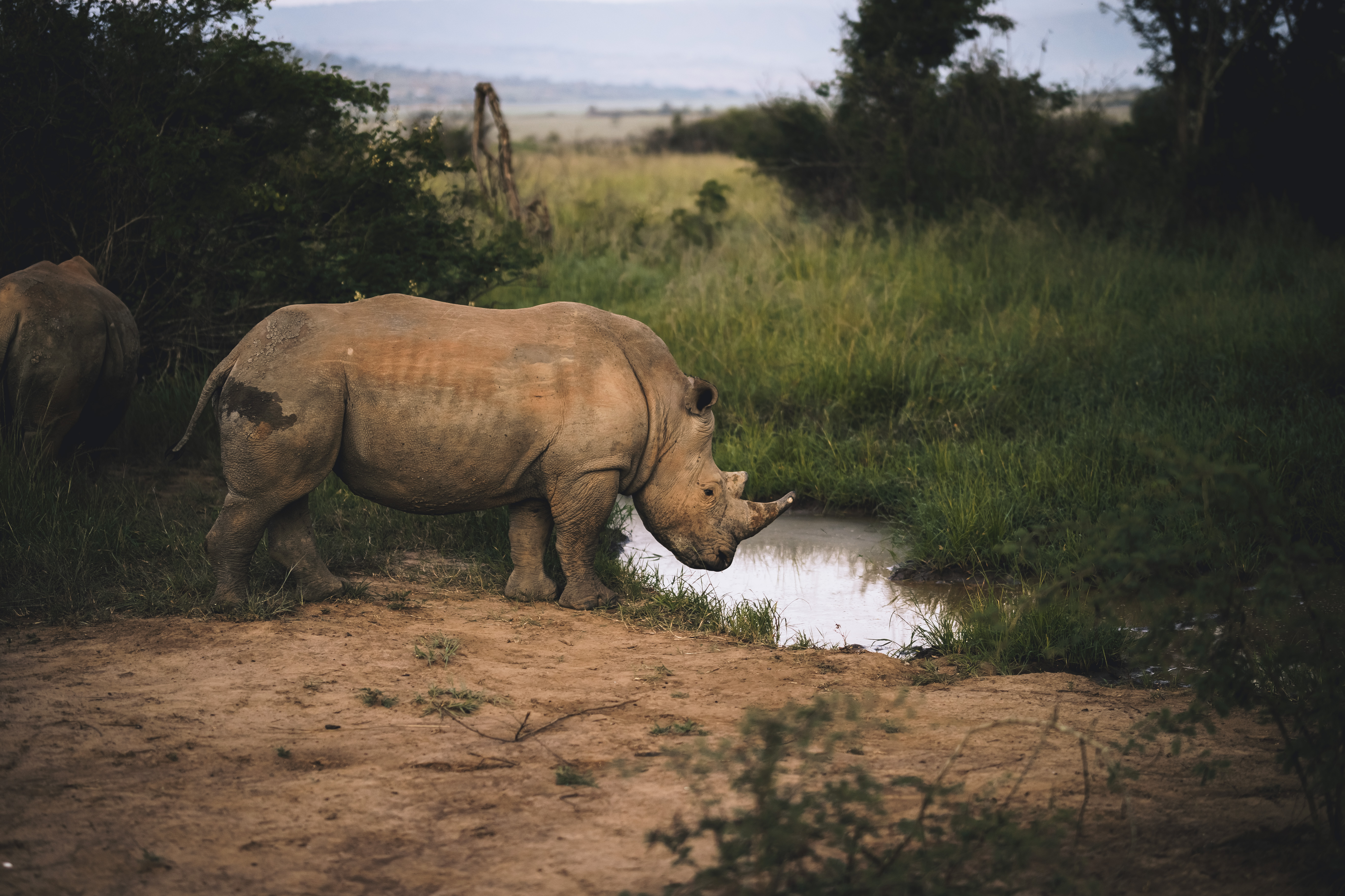 8 Days Kigali, Akagera And Volcanoes National Park Circuit (13/22)