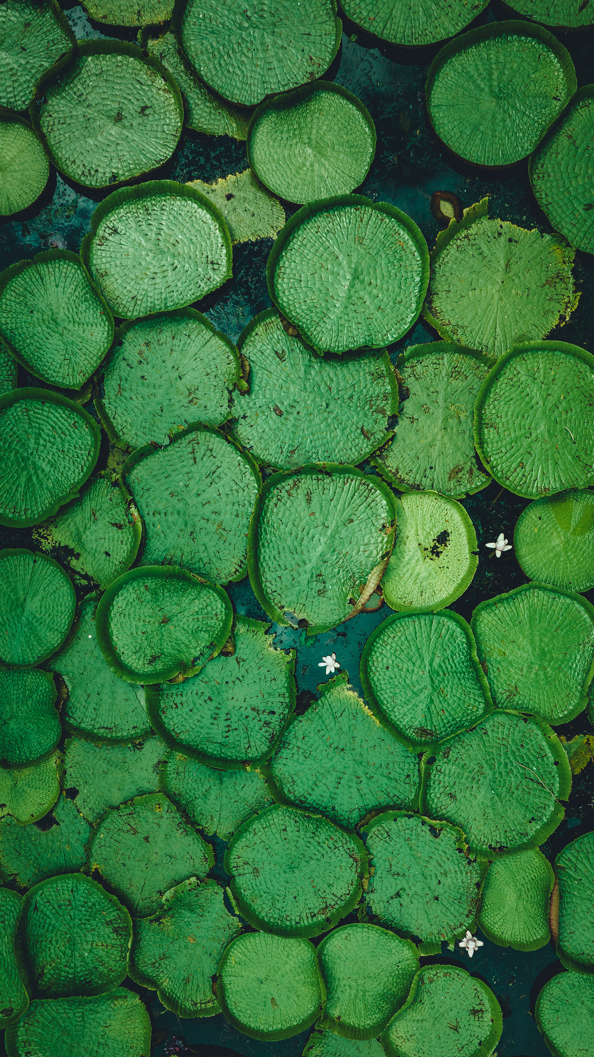 Райский остров: Маврикий (22/27)