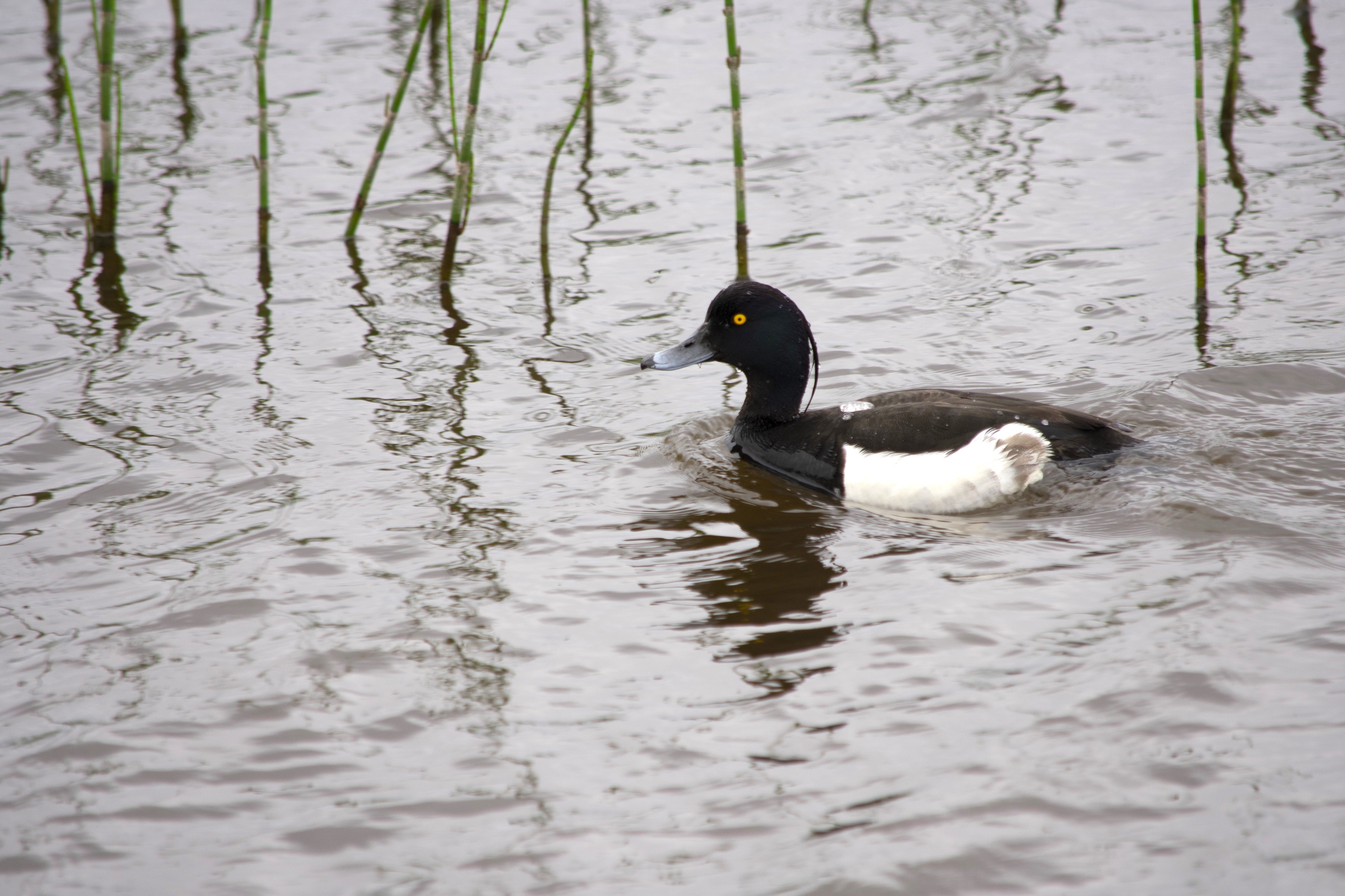Прозрачное ожерелье. Живой мир рек и озёр Карельского перешейка (4/11)