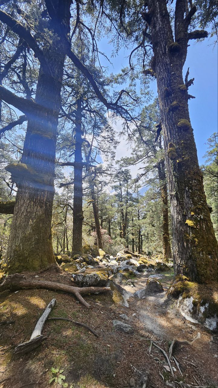 Почувствуй крышу мира: йога-путешествие в сердце Гималаев (14/19)