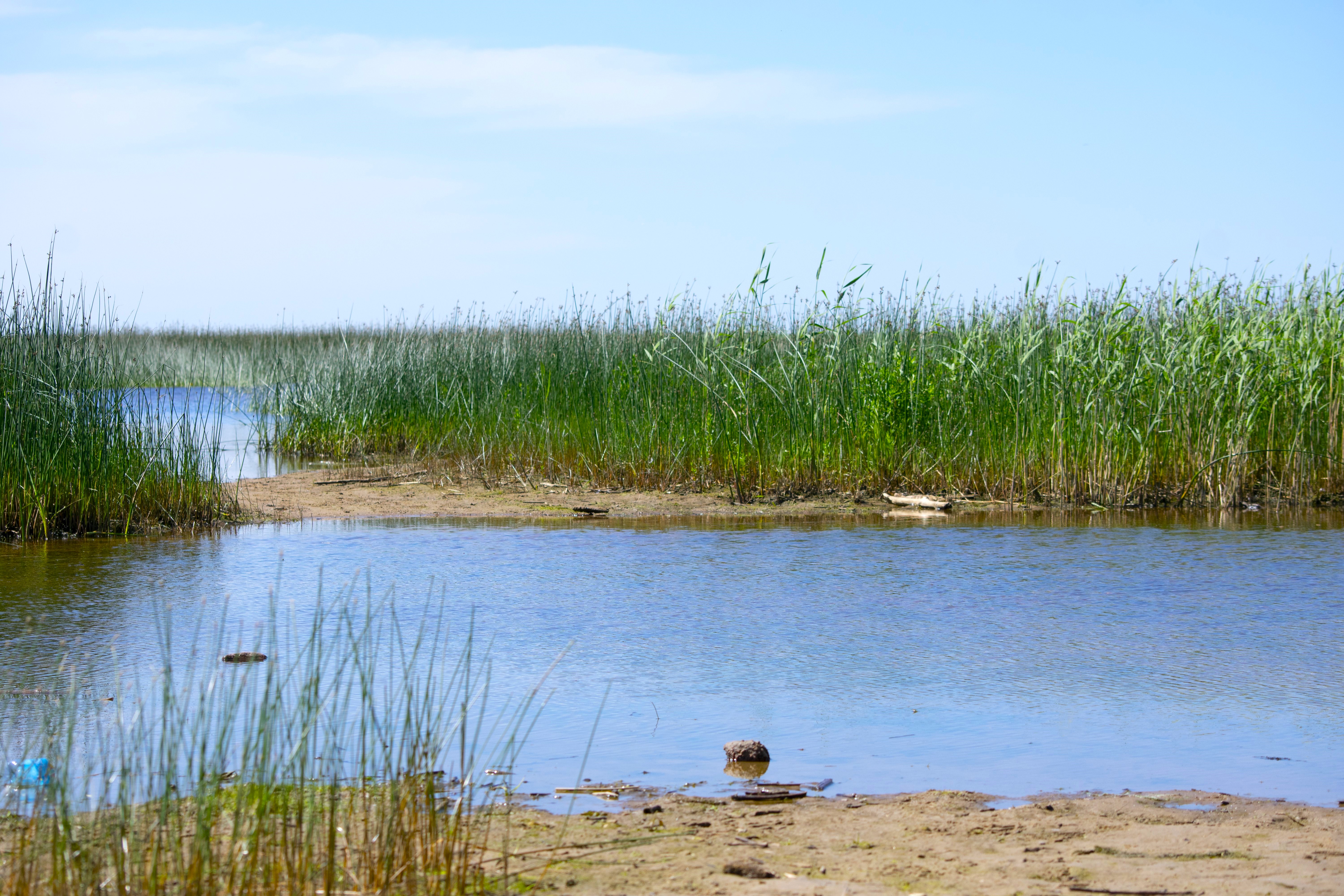 Прозрачное ожерелье. Живой мир рек и озёр Карельского перешейка (2/11)