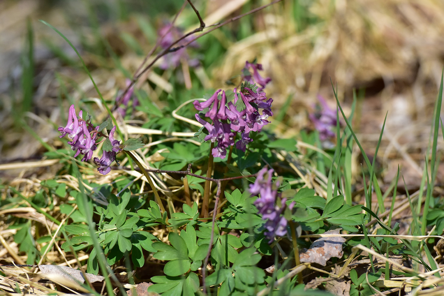 Южная Карелия. Маршрутами весны (4/7)