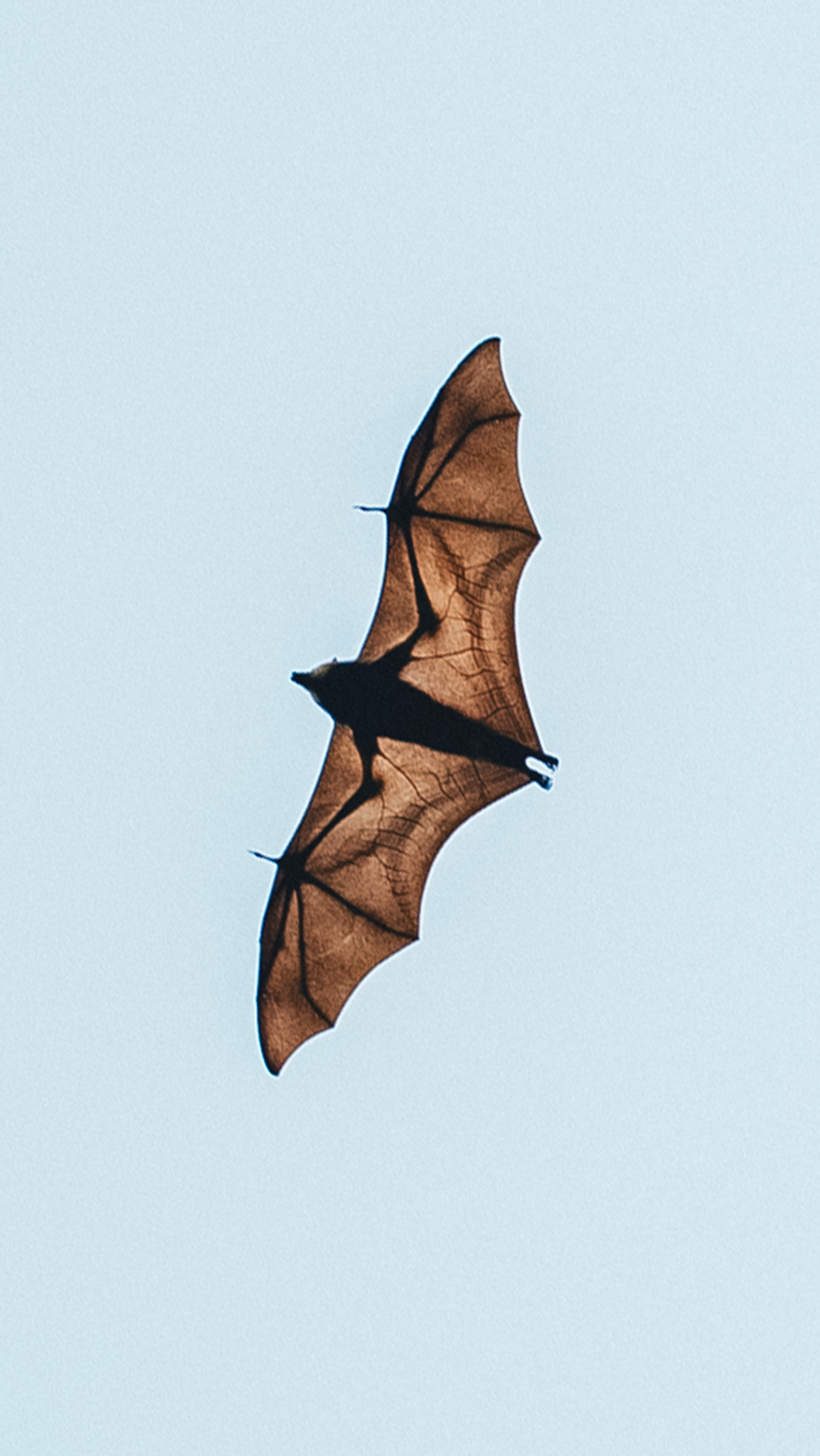 Райский остров: Маврикий (5/27)