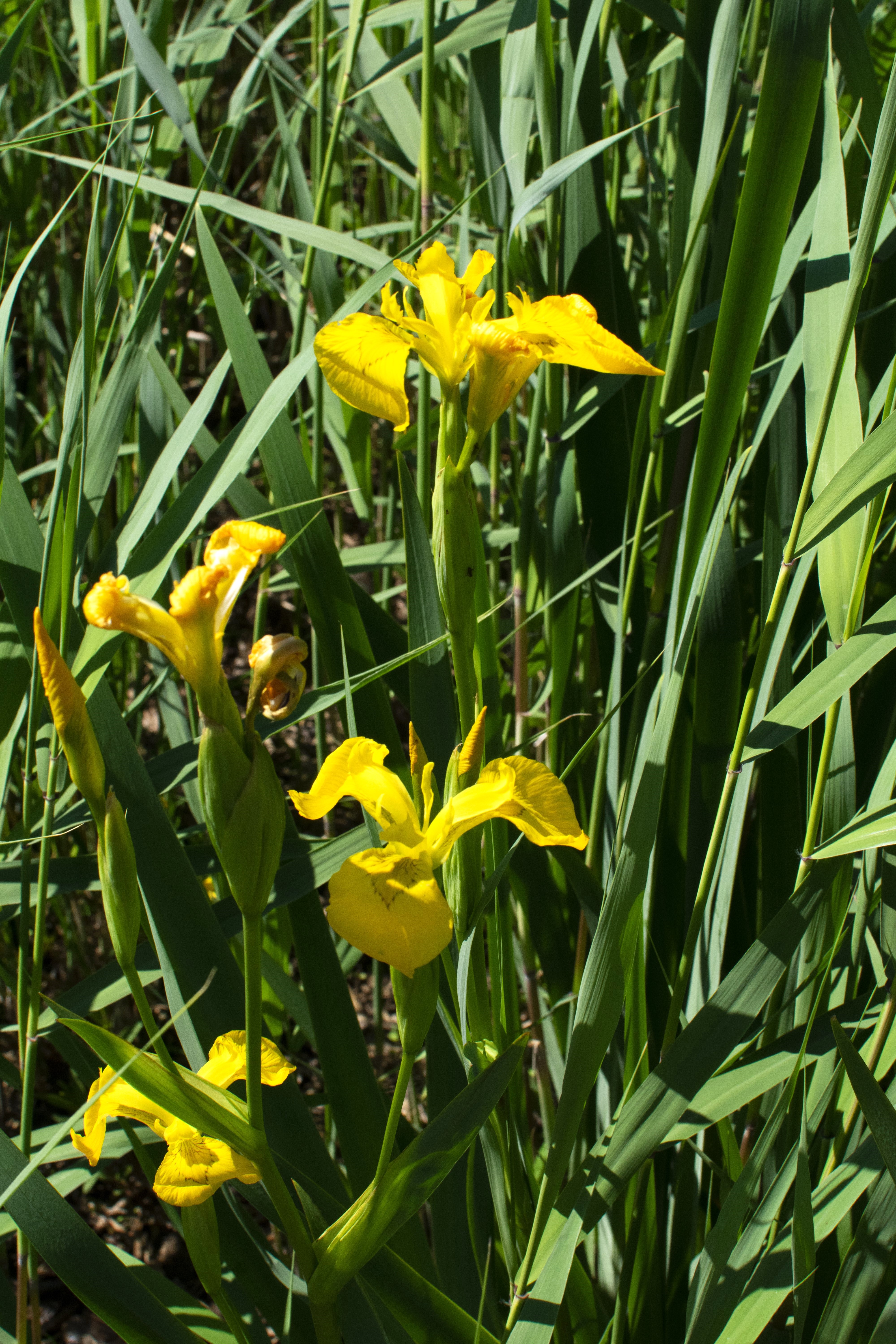 Прозрачное ожерелье. Живой мир рек и озёр Карельского перешейка (3/11)