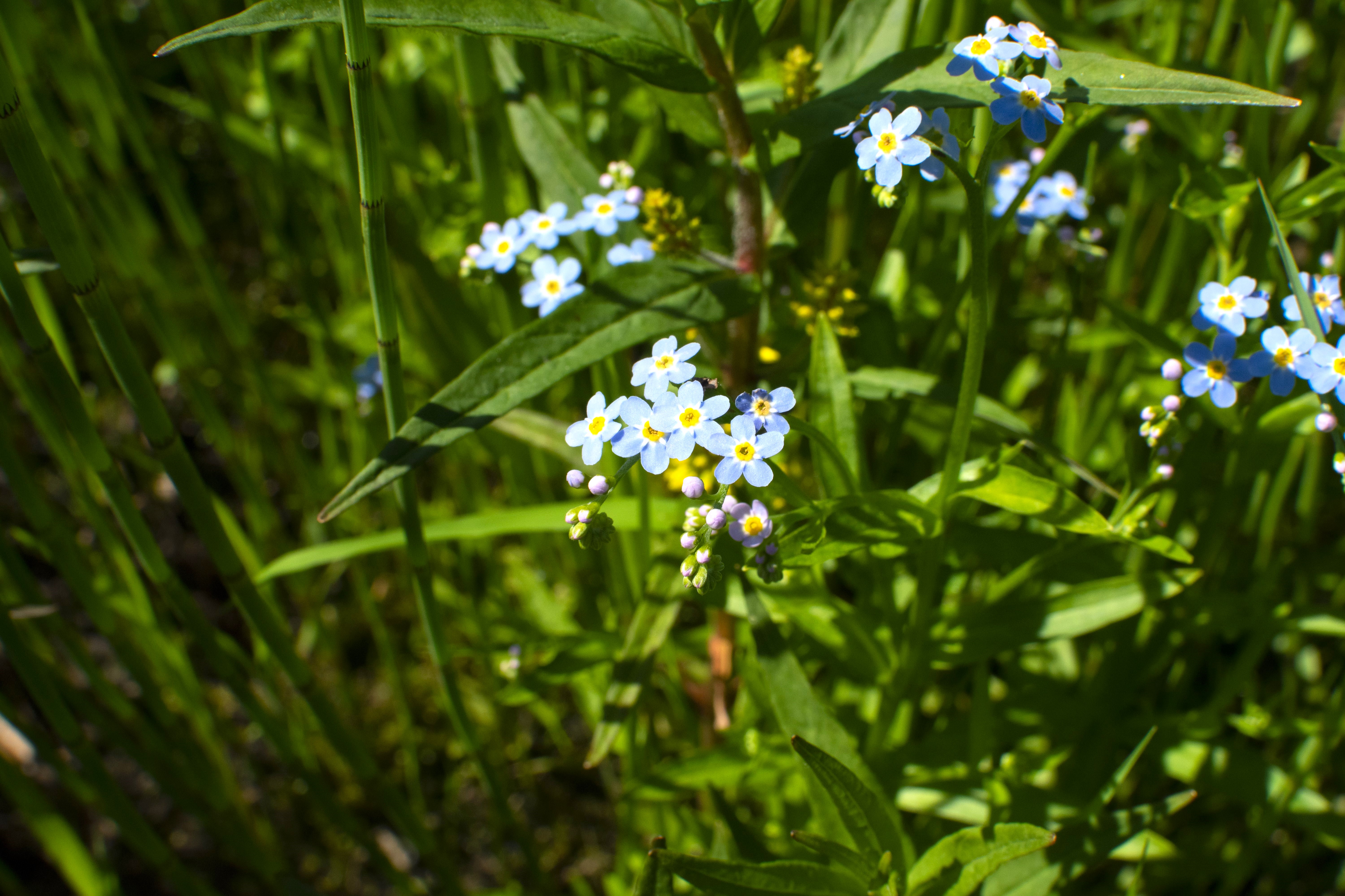Прозрачное ожерелье. Живой мир рек и озёр Карельского перешейка (6/11)