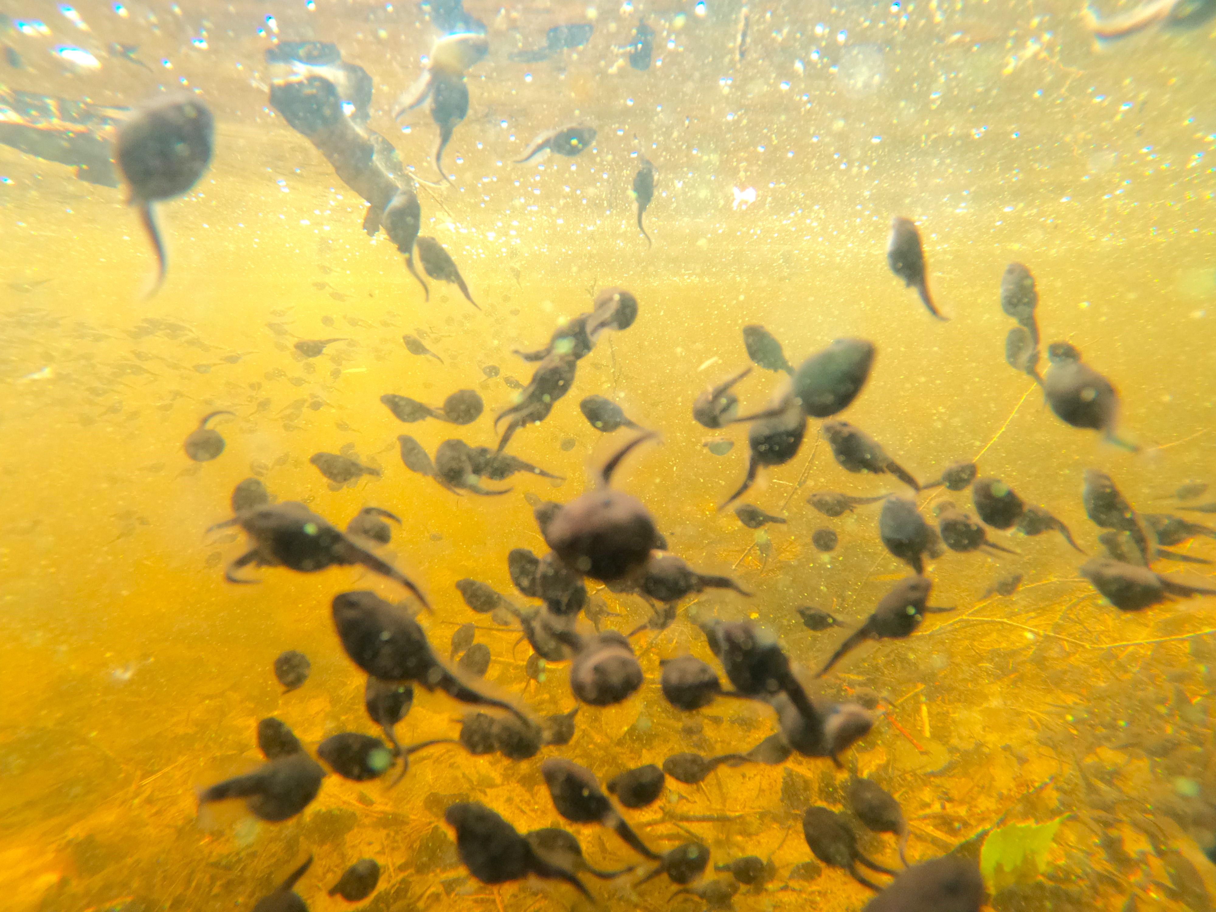 Прозрачное ожерелье. Живой мир рек и озёр Карельского перешейка (7/11)