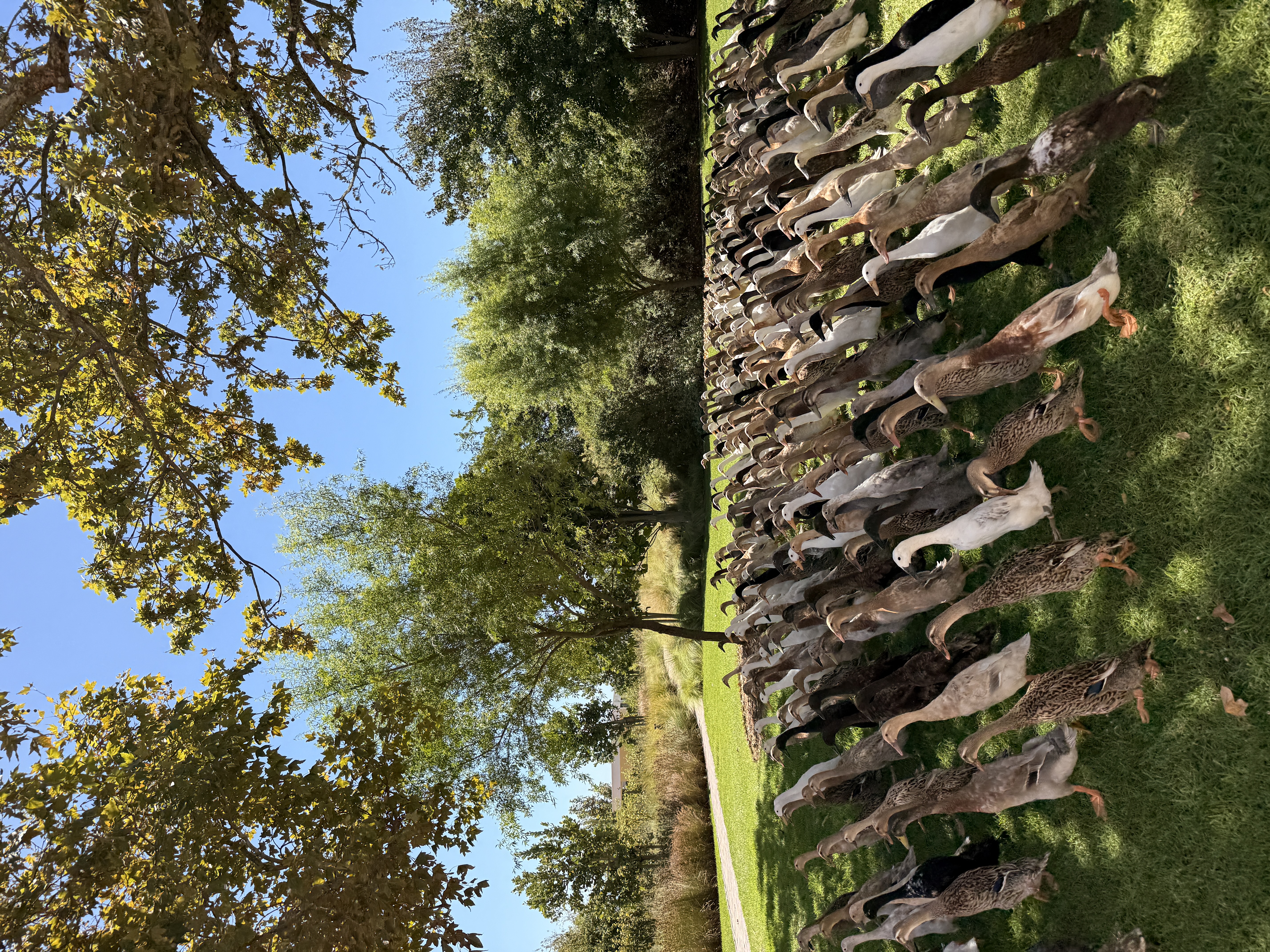 Юар: мыс Доброй Надежды, Столовая гора, пингвины, винодельни, гепарды (63/69)