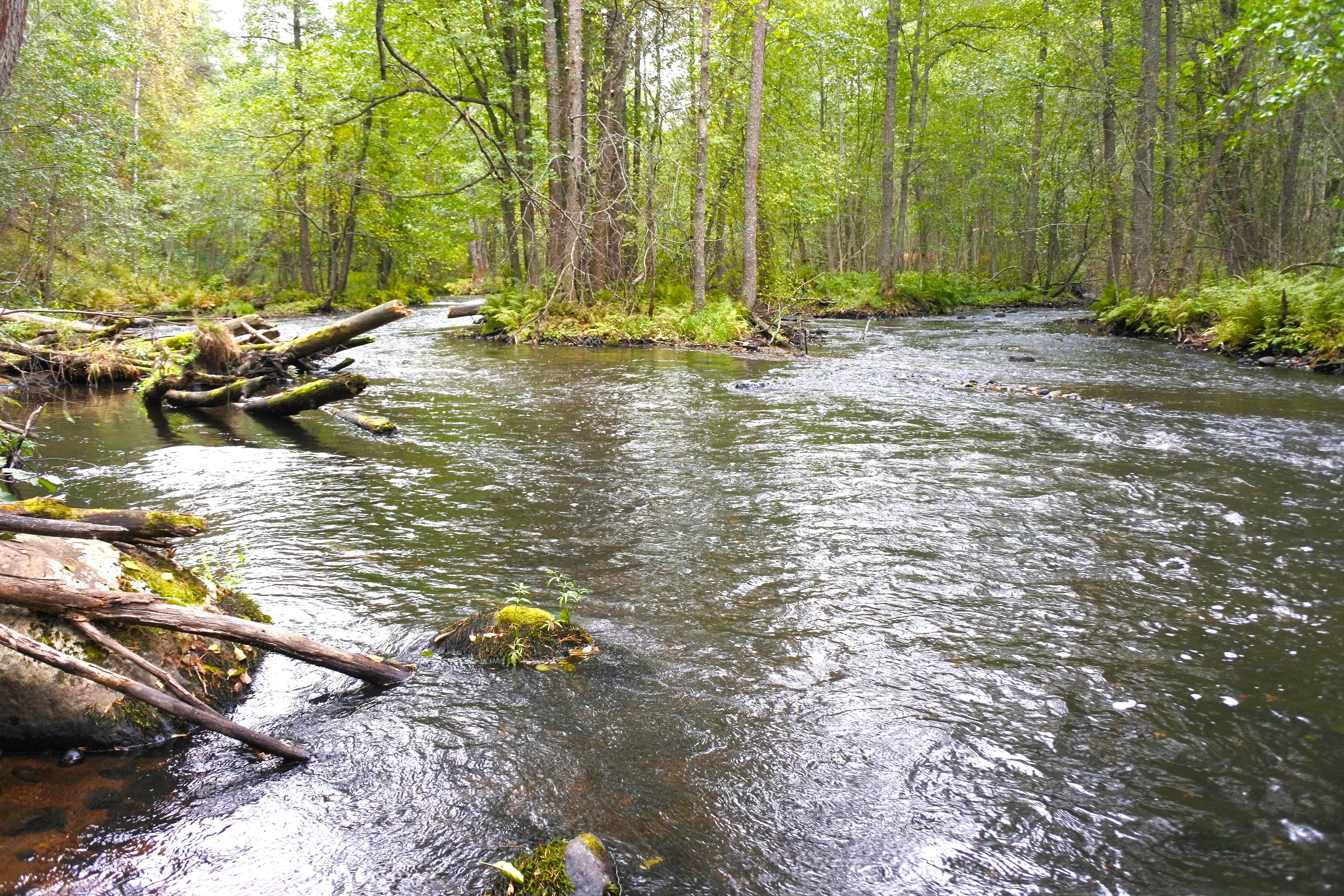 Прозрачное ожерелье. Живой мир рек и озёр Карельского перешейка (9/11)