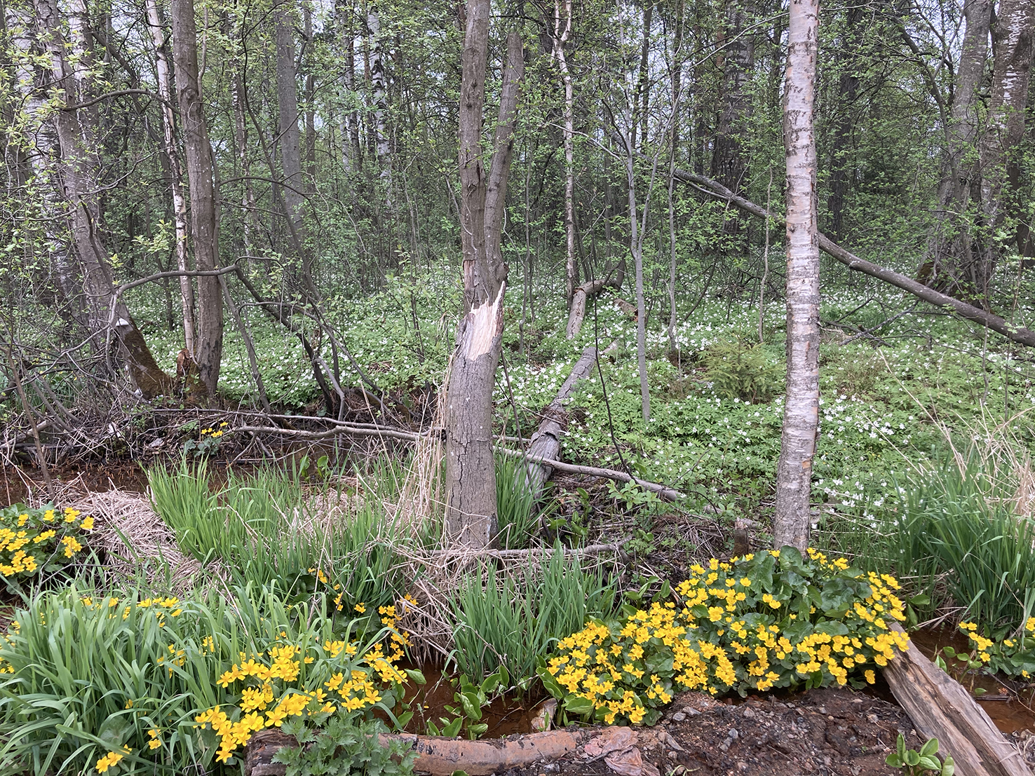 Южная Карелия. Маршрутами весны (3/7)
