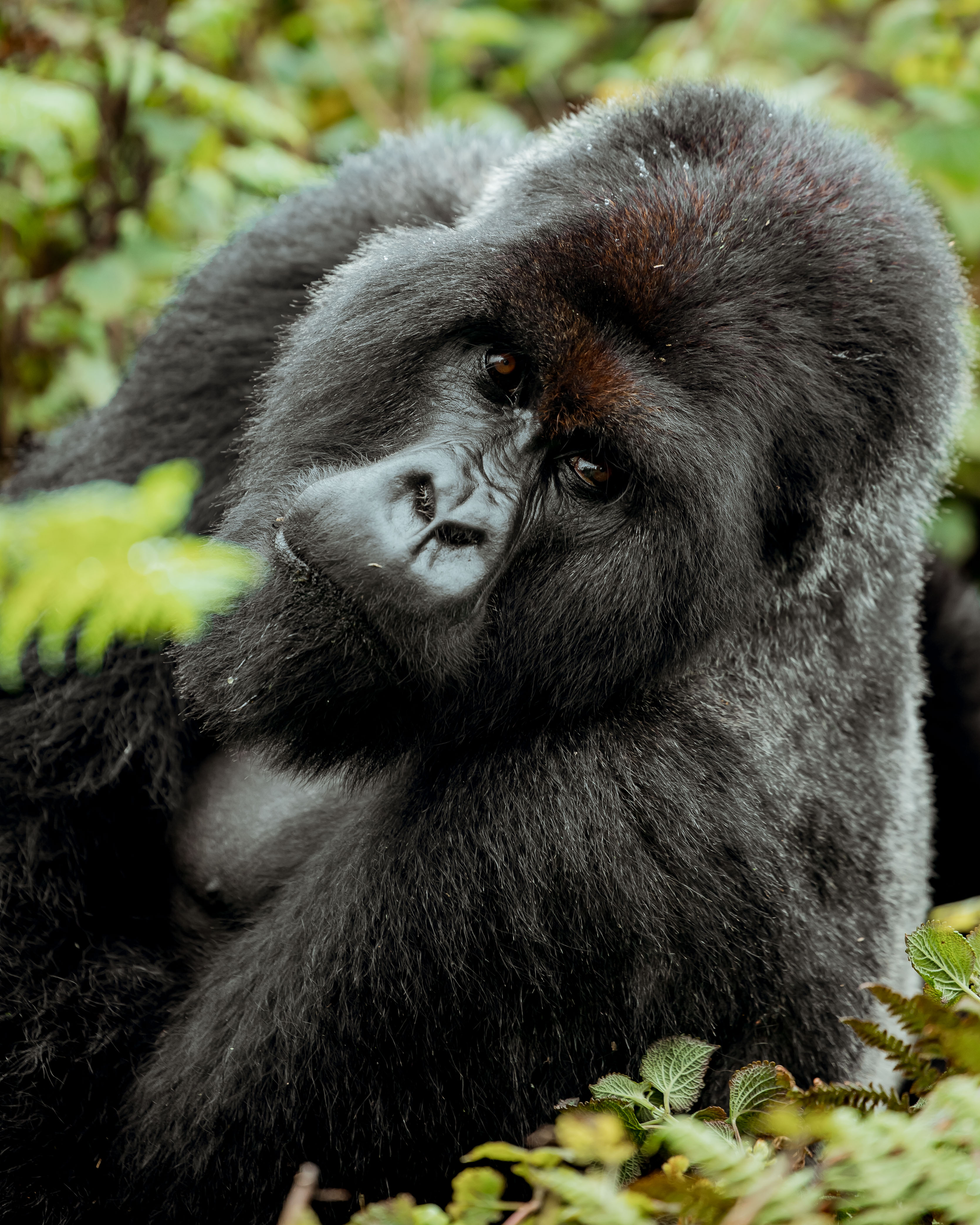 8 Days Kigali, Akagera And Volcanoes National Park Circuit (16/22)