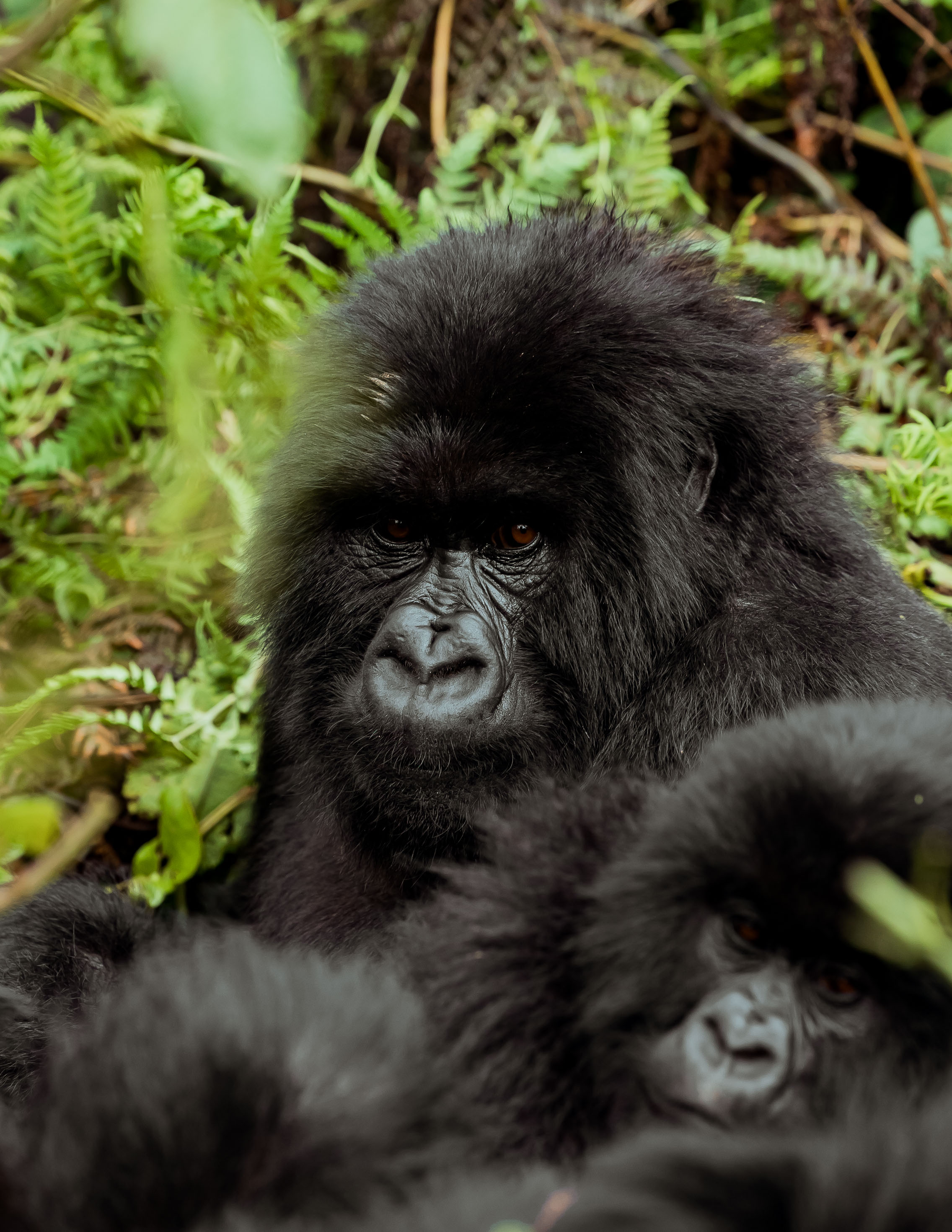 8 Days Kigali, Akagera And Volcanoes National Park Circuit (18/22)