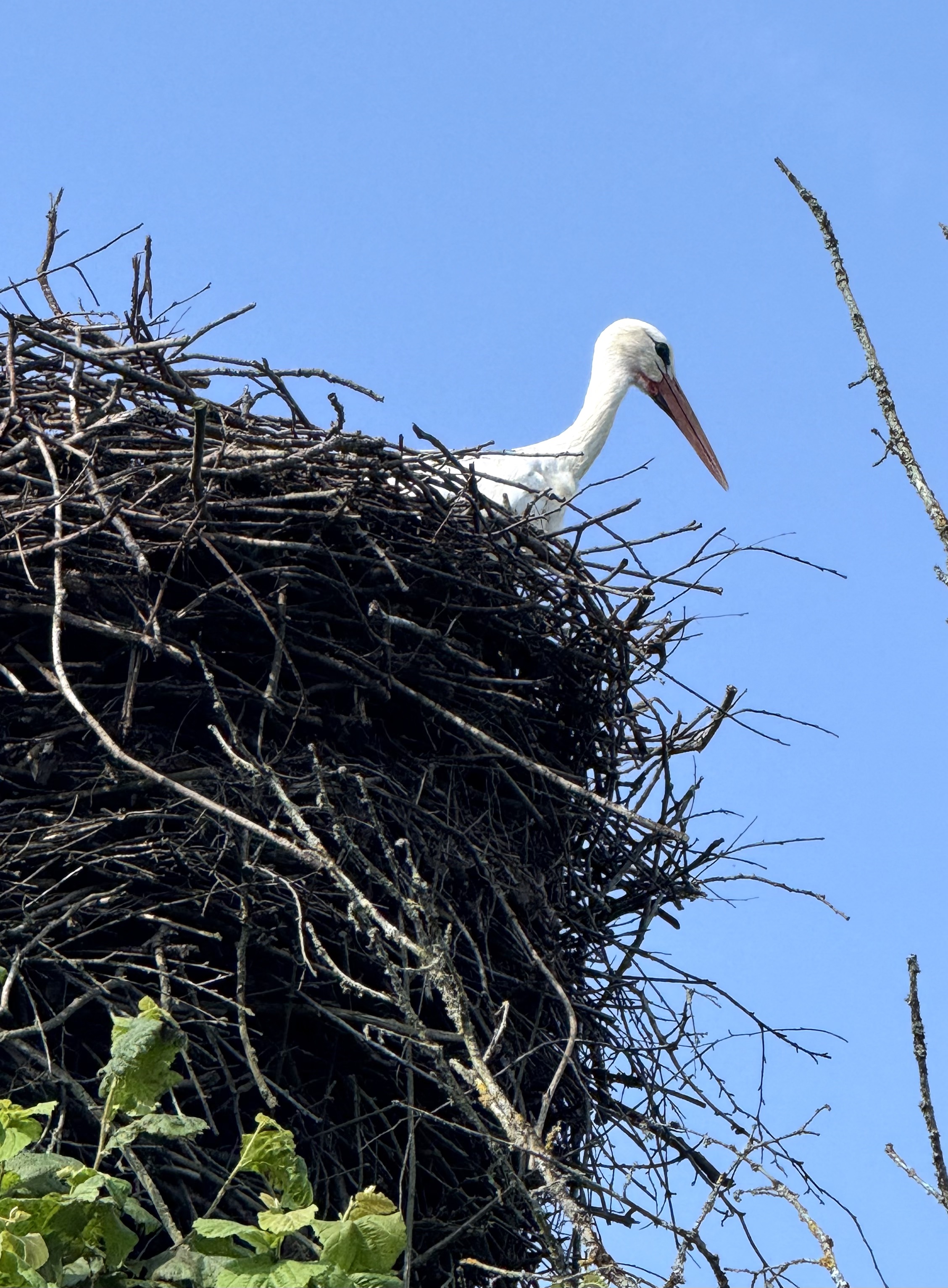Поедь в Псоедь. Путешествие в деревню, где история оживает (9/9)