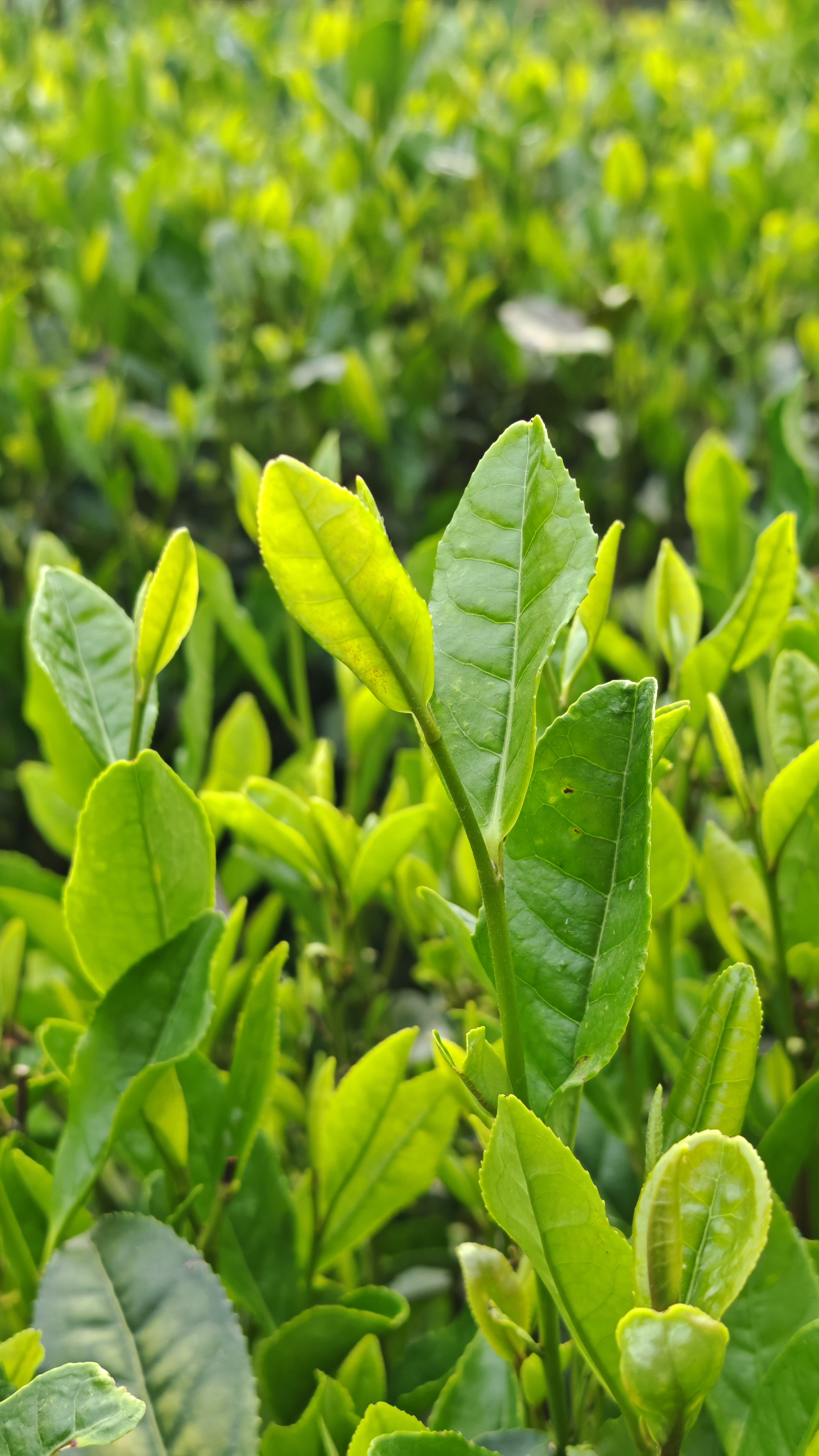 Красоты Восточного Китая: Шанхай, Чжуцзяцзяо, озеро Циншань, рассвет в горах Хуаншань (30/56)