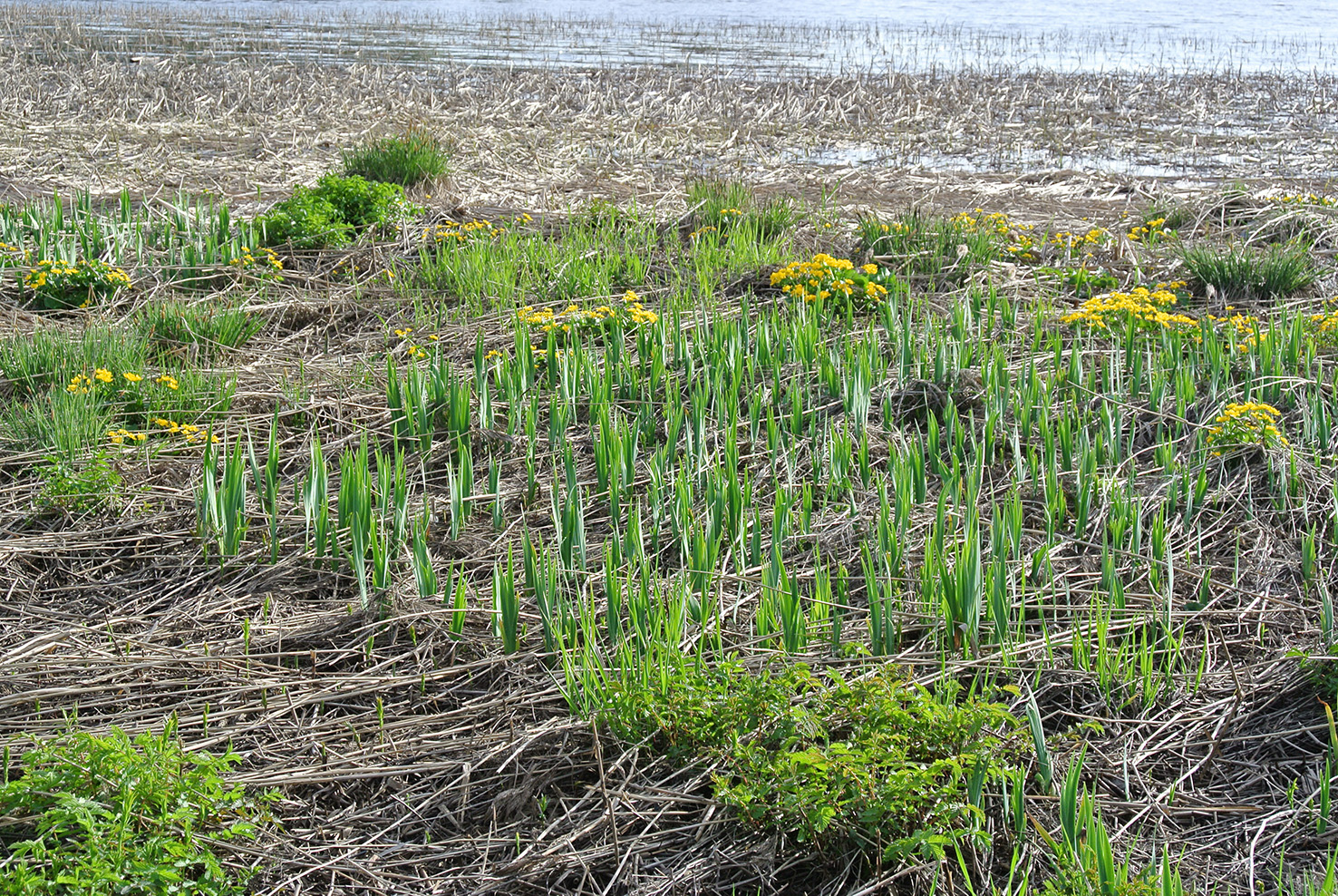 Южная Карелия. Маршрутами весны (6/7)