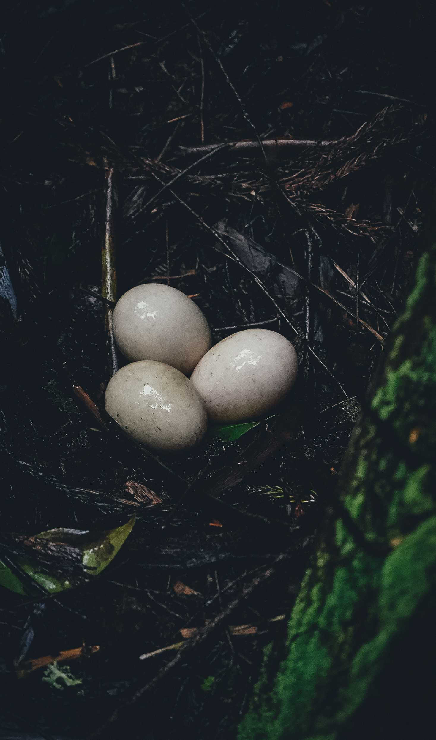 Затерянный мир: Азорские острова (32/55)