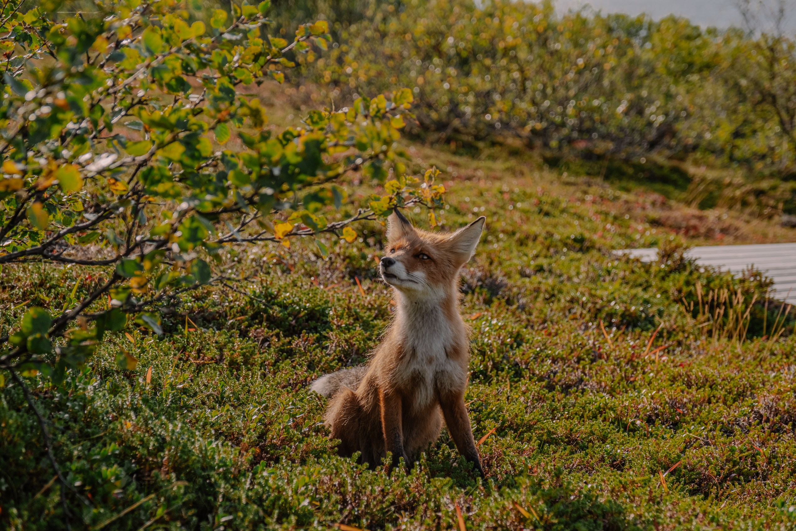 Соловецкая мозаика (20/29)