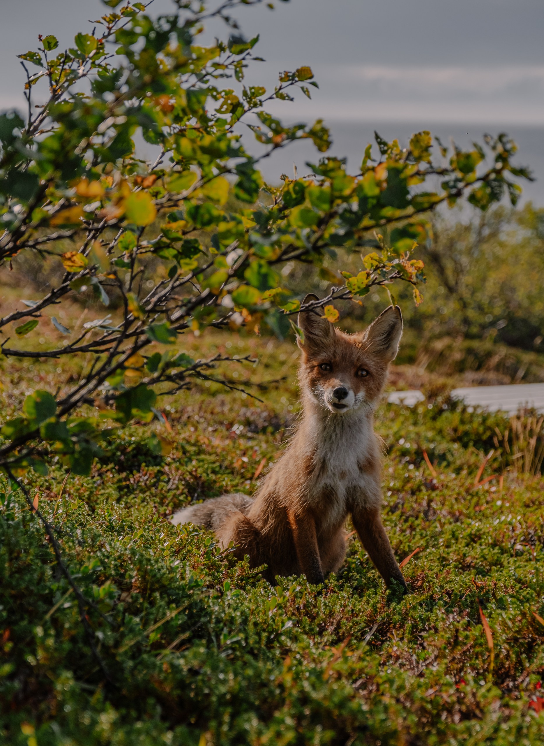 Соловецкая мозаика (9/29)