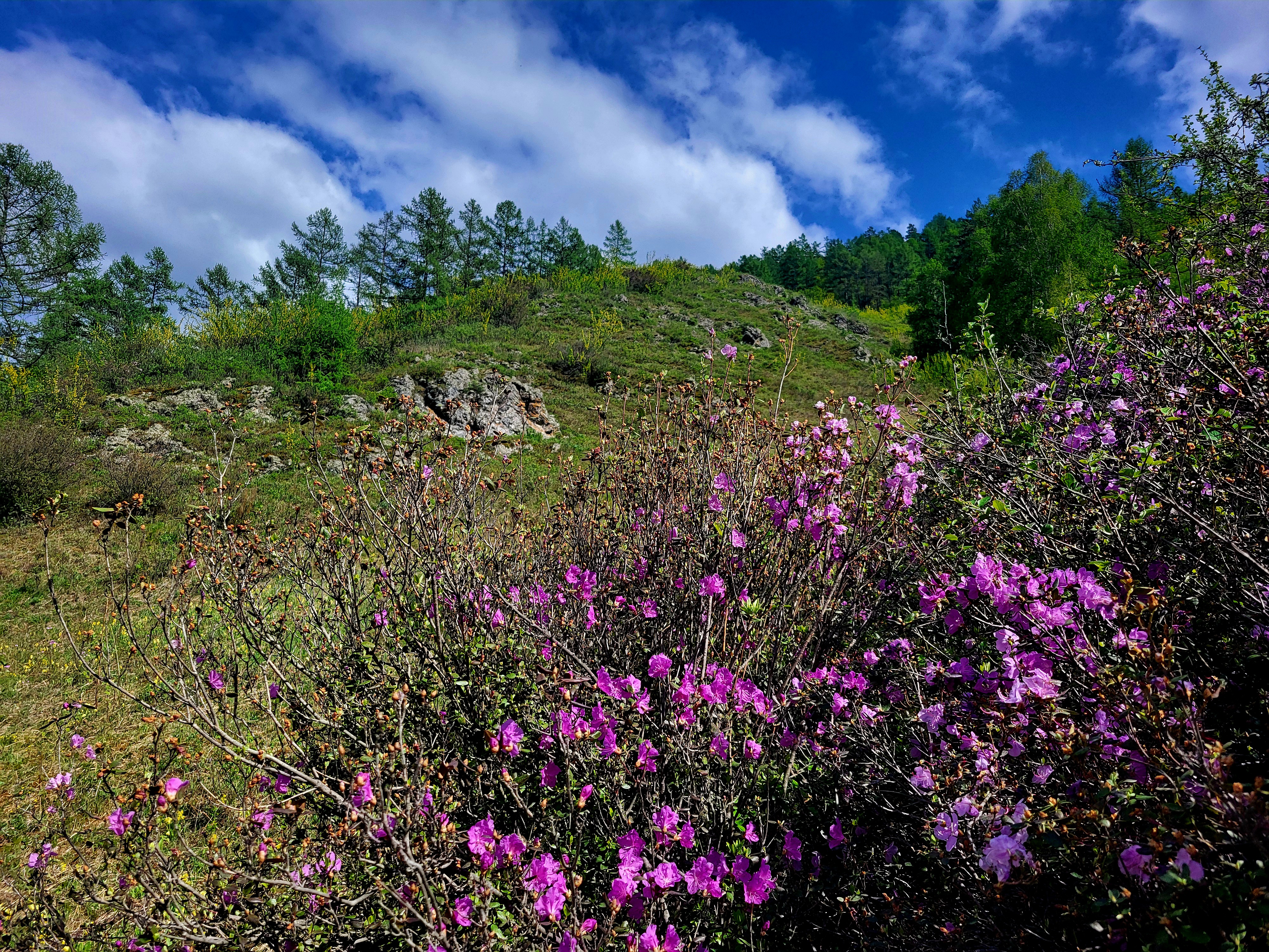 Алтайские краски: цветение маральника - 3 дня среди гор и рек (7/29)
