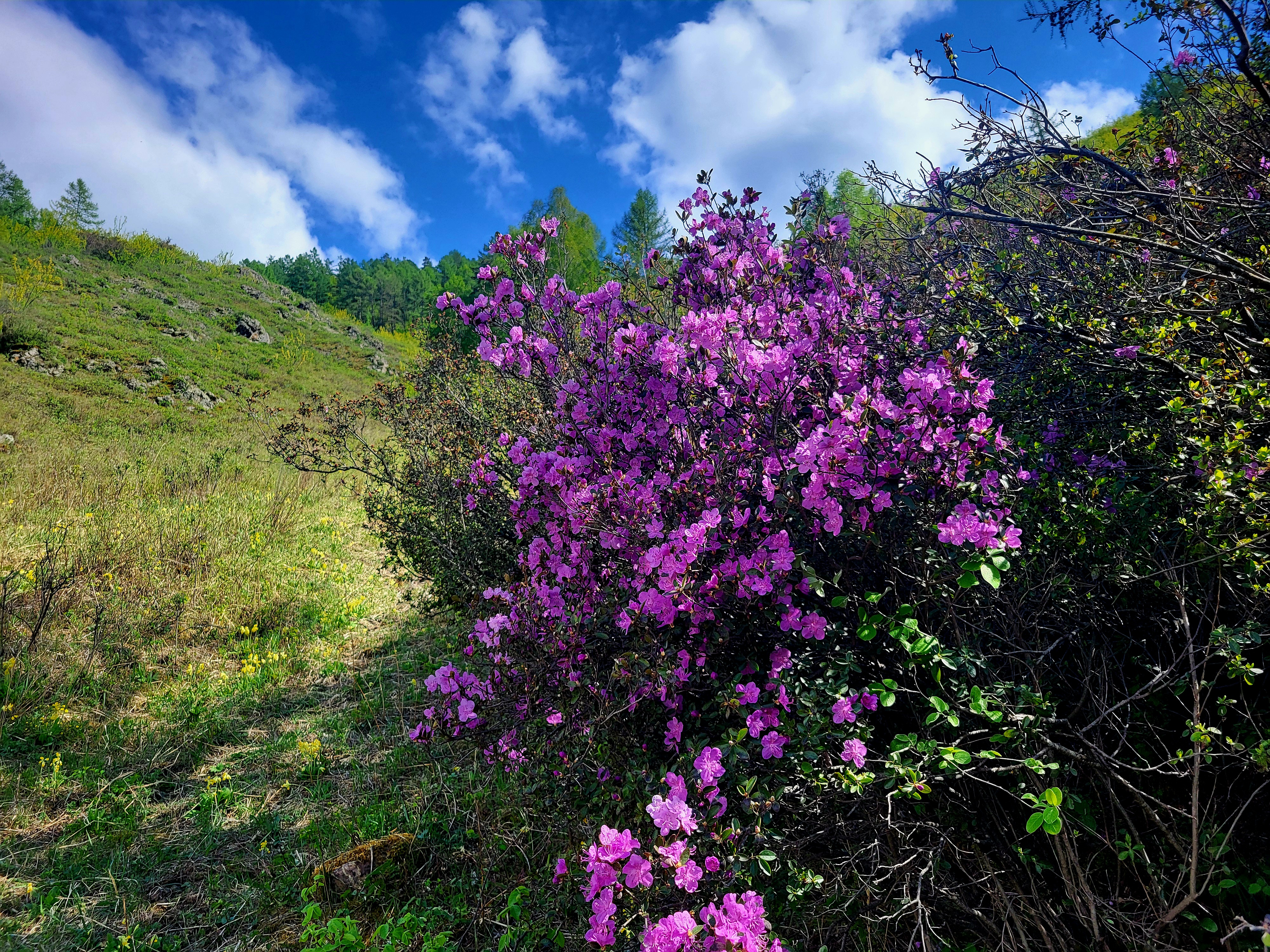 Алтайские краски: цветение маральника - 3 дня среди гор и рек (8/29)