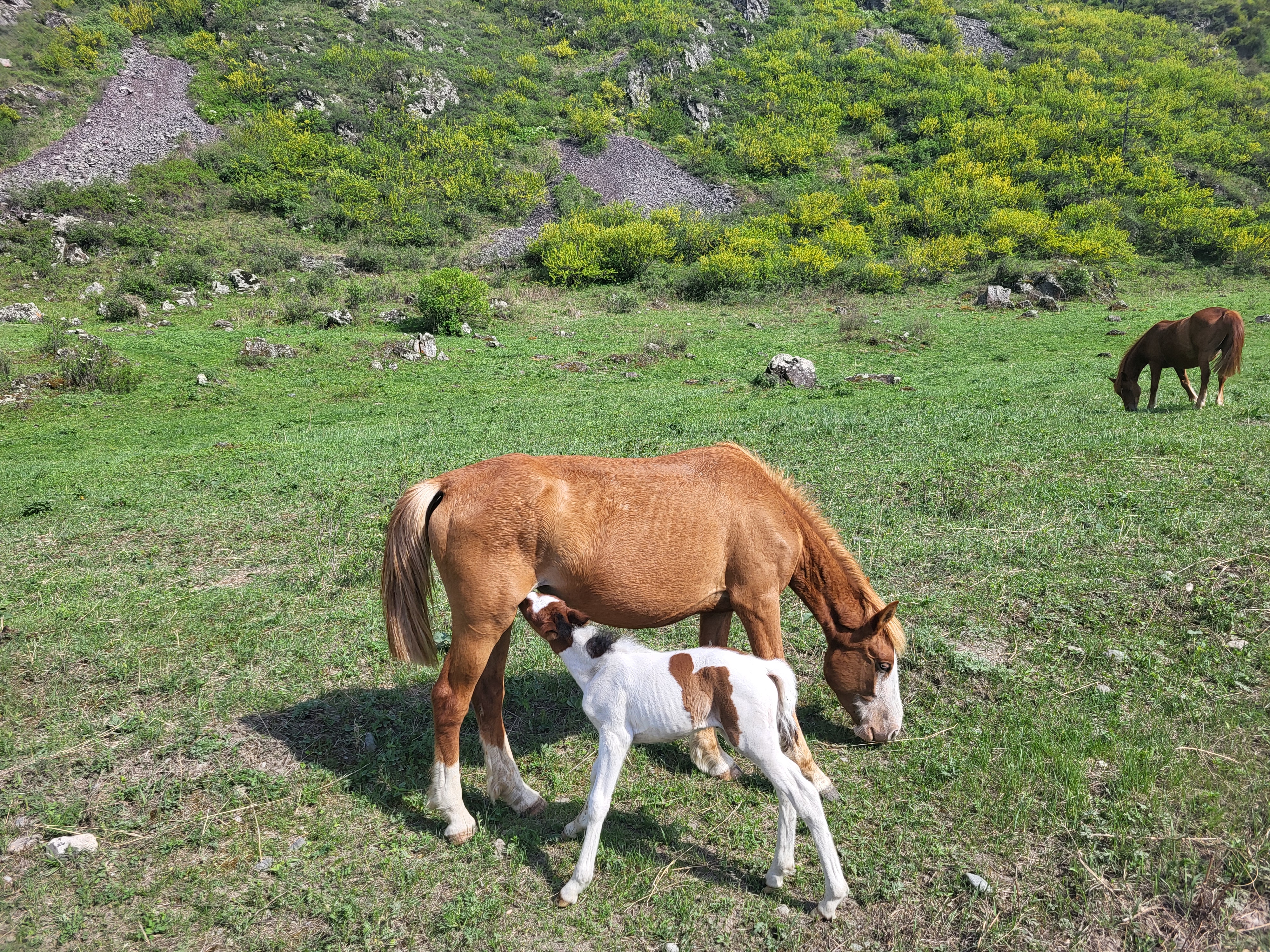 Алтайские краски: цветение маральника - 3 дня среди гор и рек (11/29)