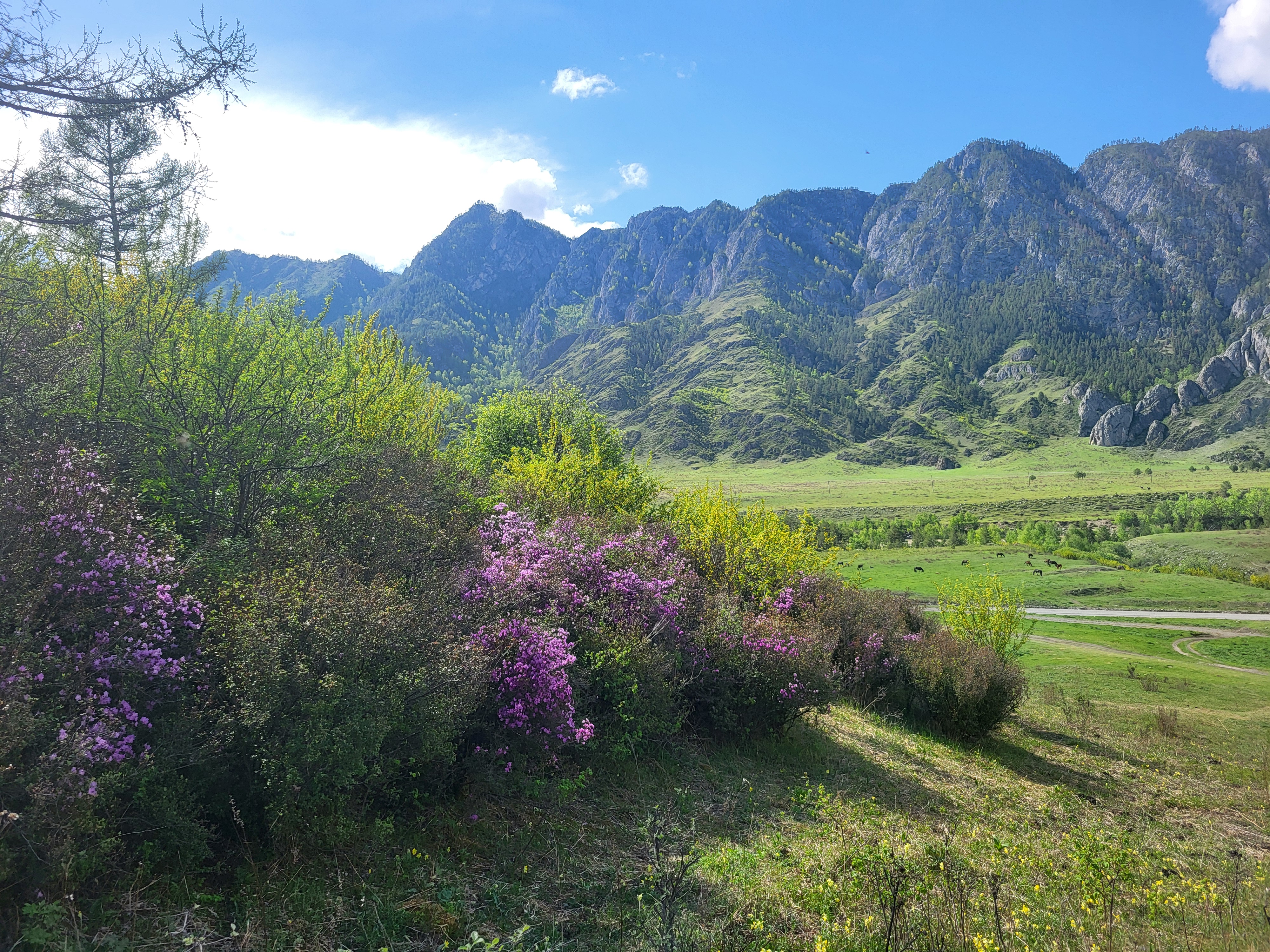 Алтайские краски: цветение маральника - 3 дня среди гор и рек (10/29)