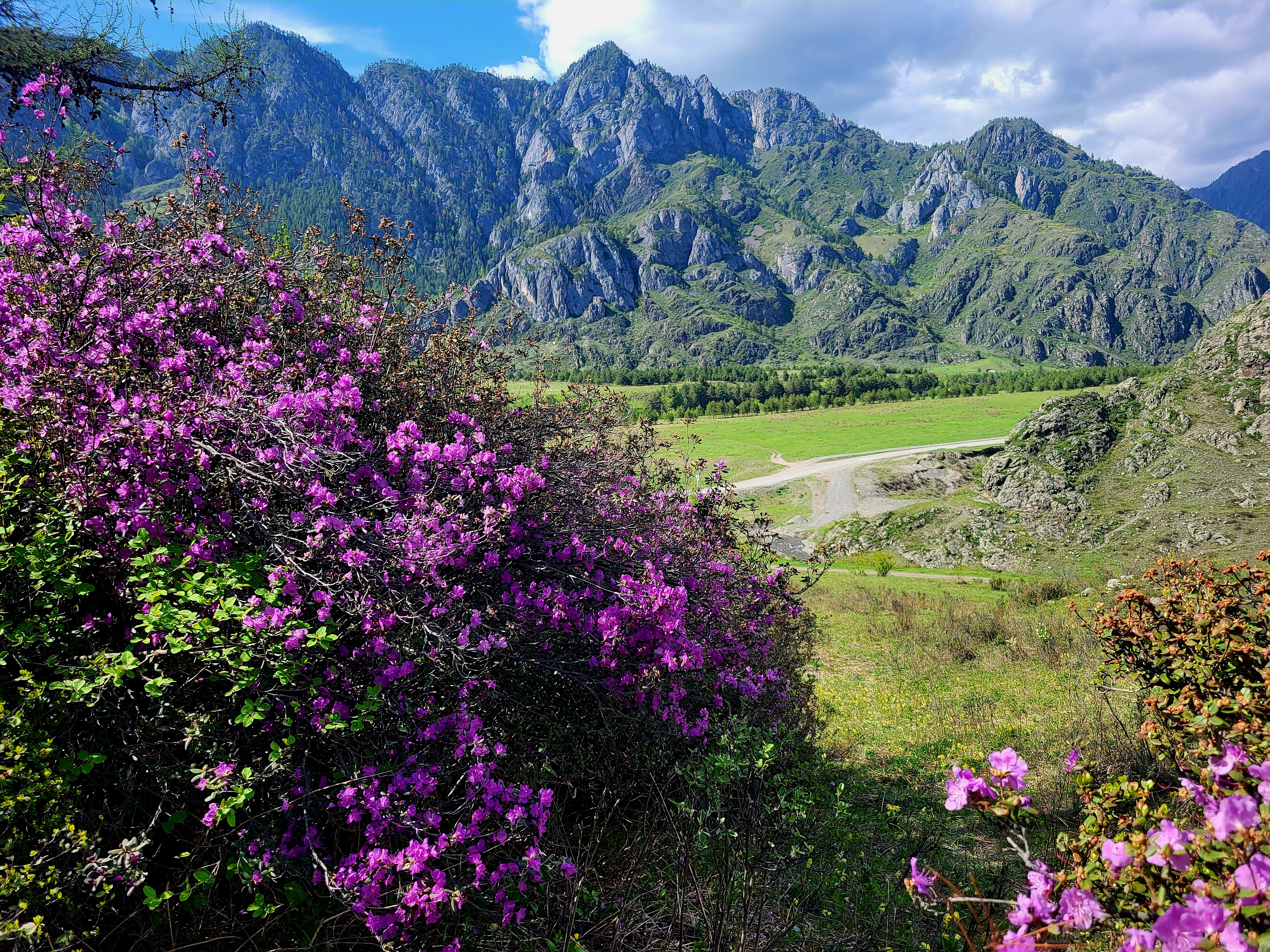 Алтайские краски: цветение маральника - 3 дня среди гор и рек (29/29)