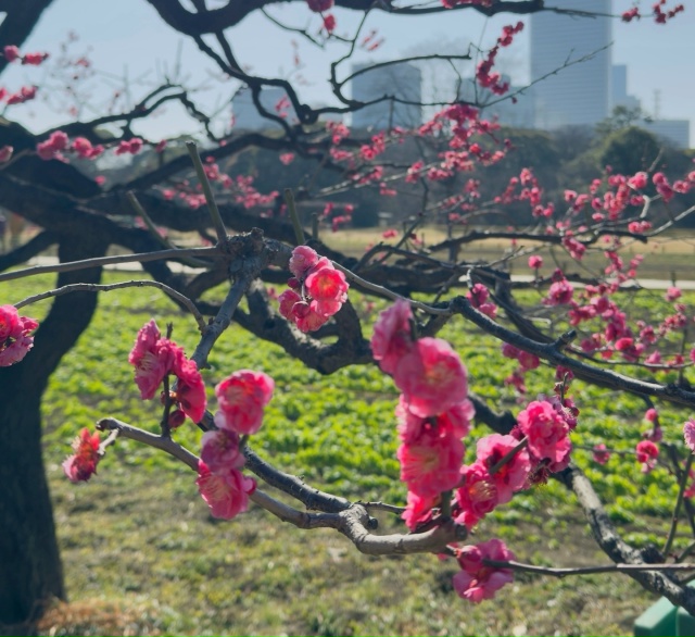 Япония: путешествие в прошлое и будущее (2/14)