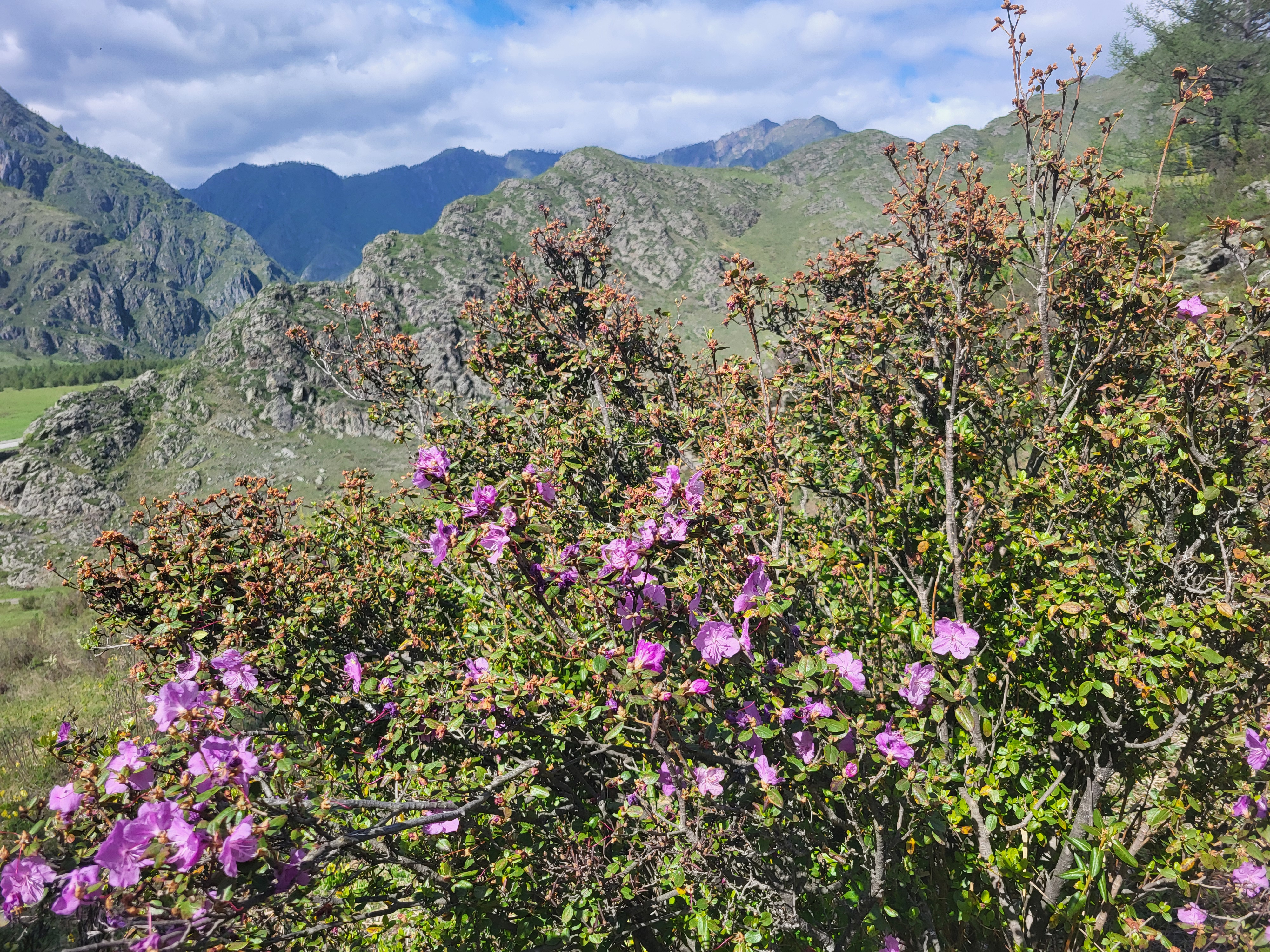 Алтайские краски: цветение маральника - 3 дня среди гор и рек (9/29)