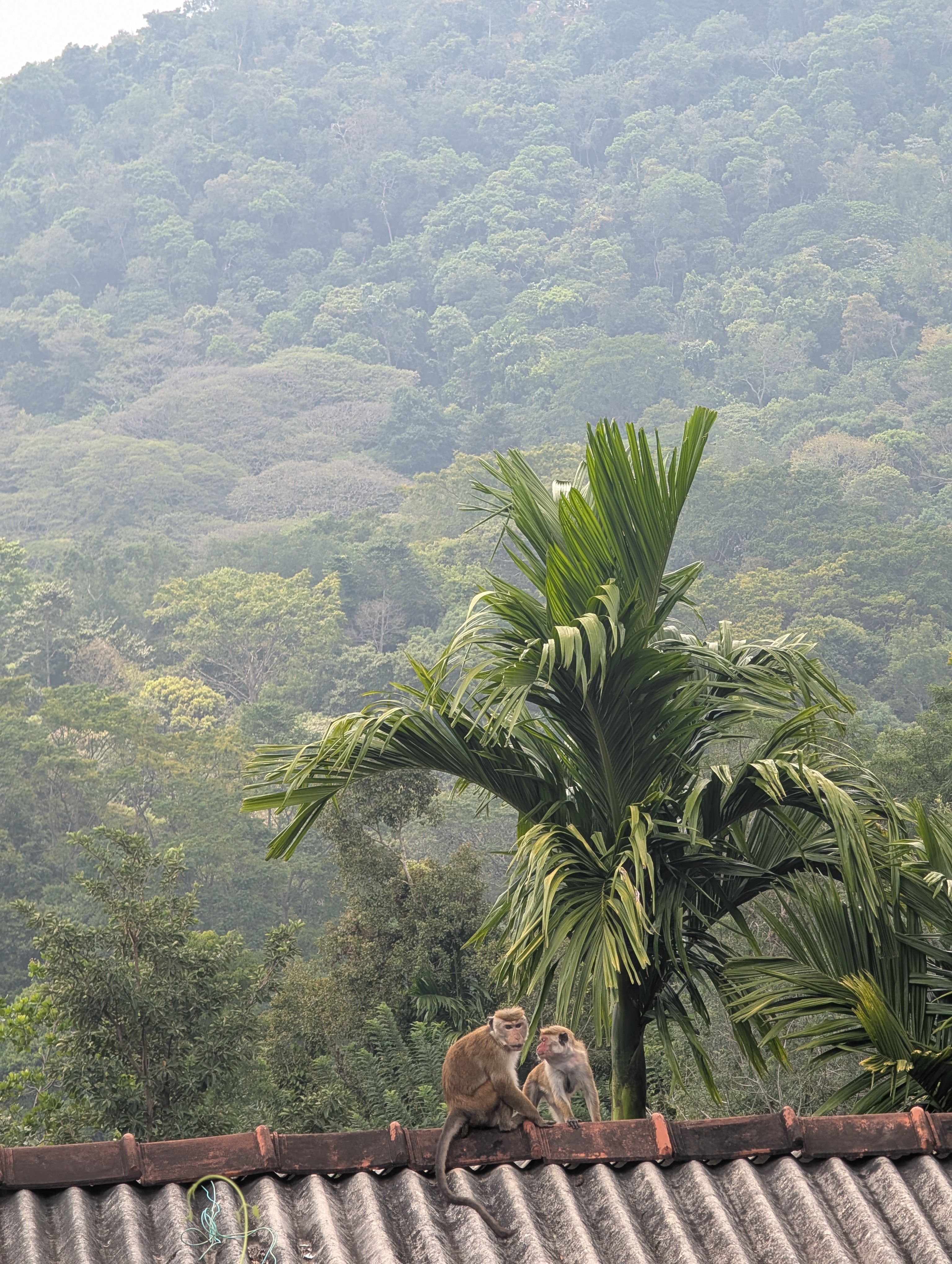 Тёплый слёт на Шри-Ланке (16/17)