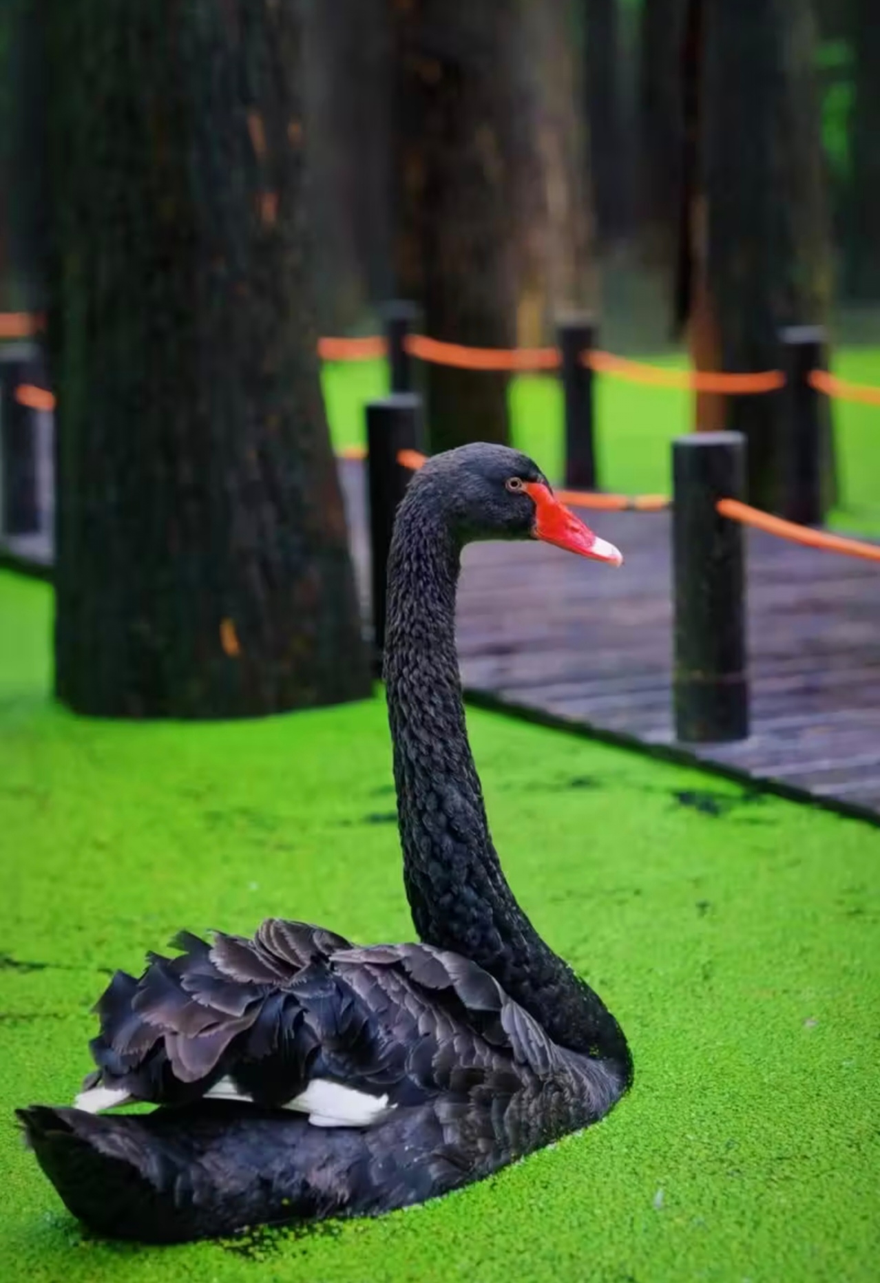 Красоты Восточного Китая: Шанхай, Чжуцзяцзяо, озеро Циншань, рассвет в горах Хуаншань (33/56)