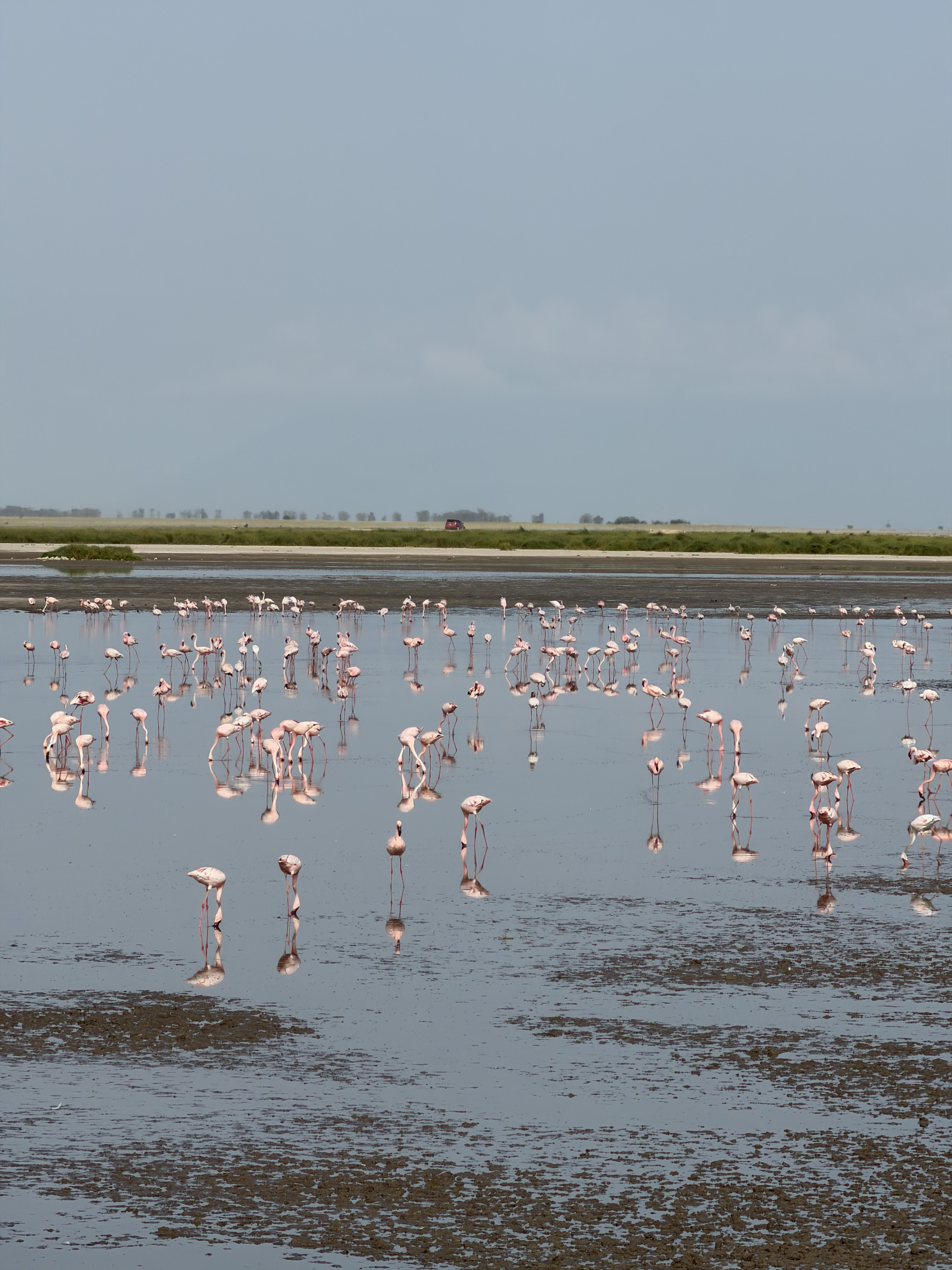 Кения Сердце Африки: сафари, Килиманджаро, бегемоты, племена (18/20)