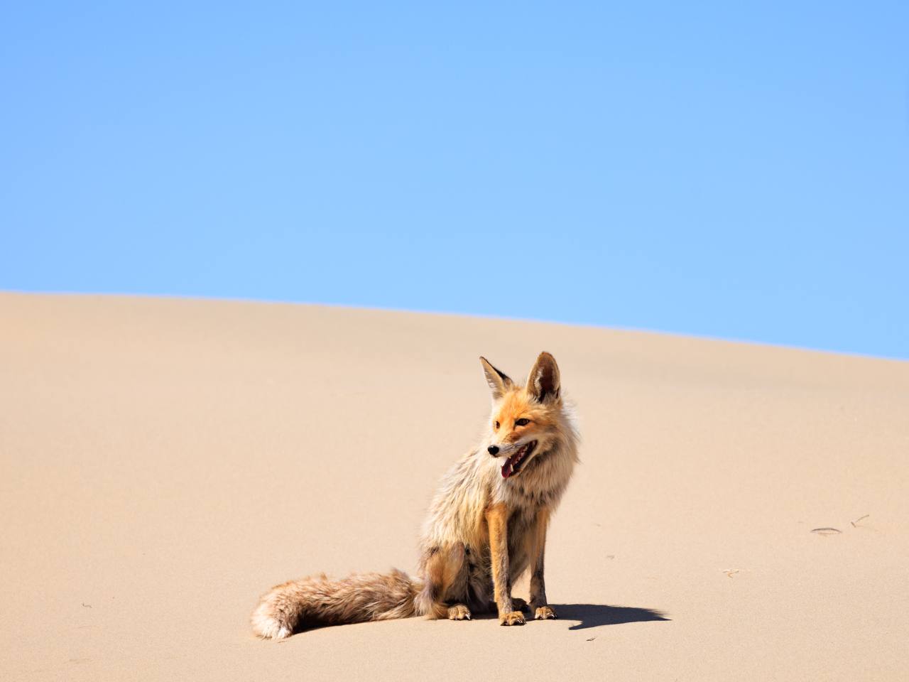 Цветущая Монголия. Озера и Барханы (34/47)