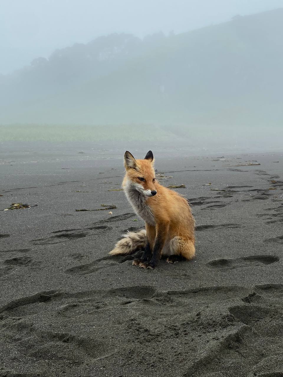Сахалин и Курильские острова без рюкзаков: Шикотан и Кунашир (38/39)