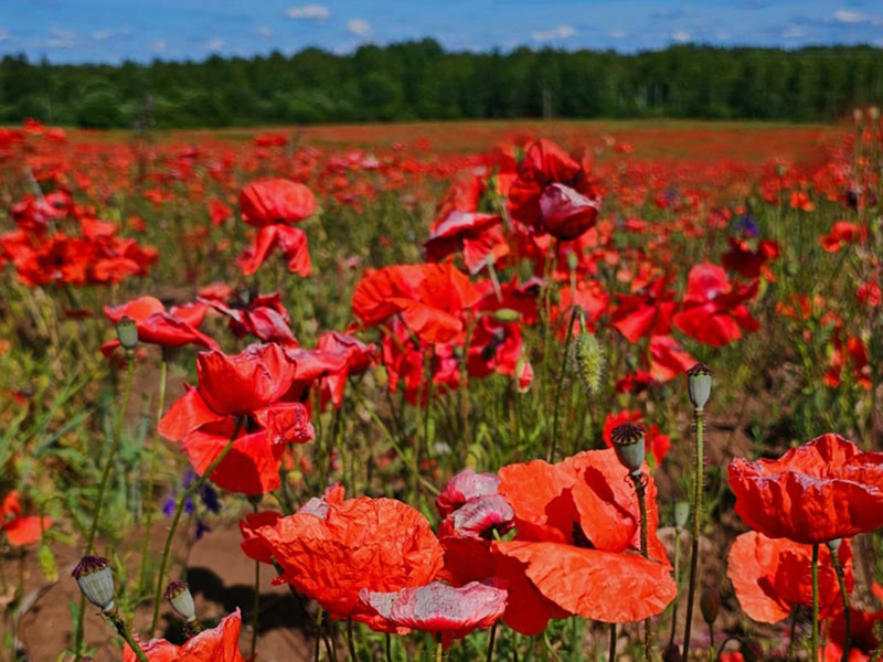 Алый букет Новгородских земель (9/13)