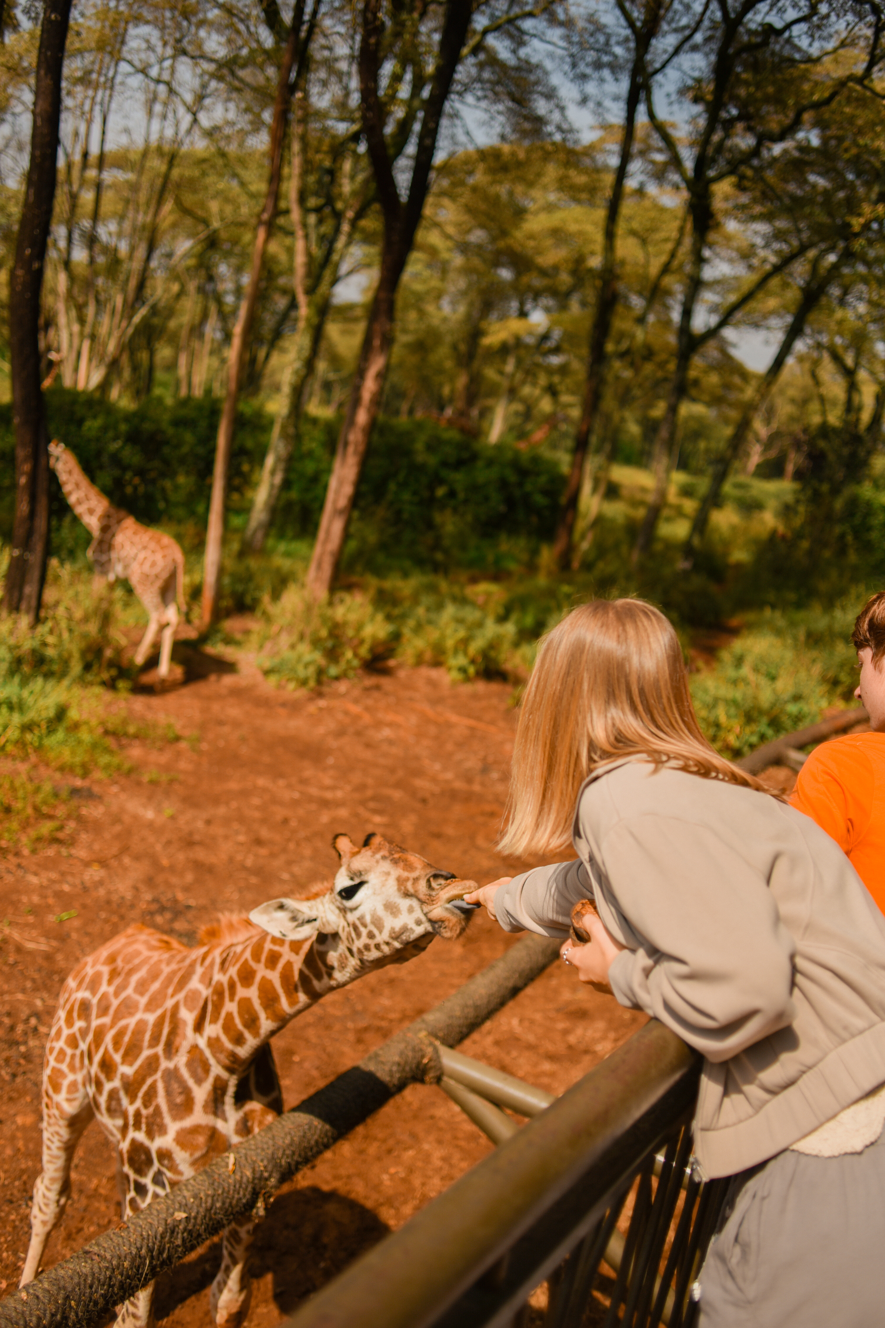 Кения Сердце Африки: сафари, Килиманджаро, бегемоты, племена (5/20)