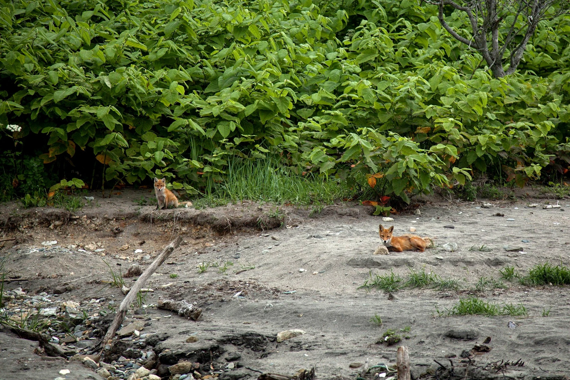 Сахалин и Курильские острова без рюкзаков: Шикотан и Кунашир (18/39)