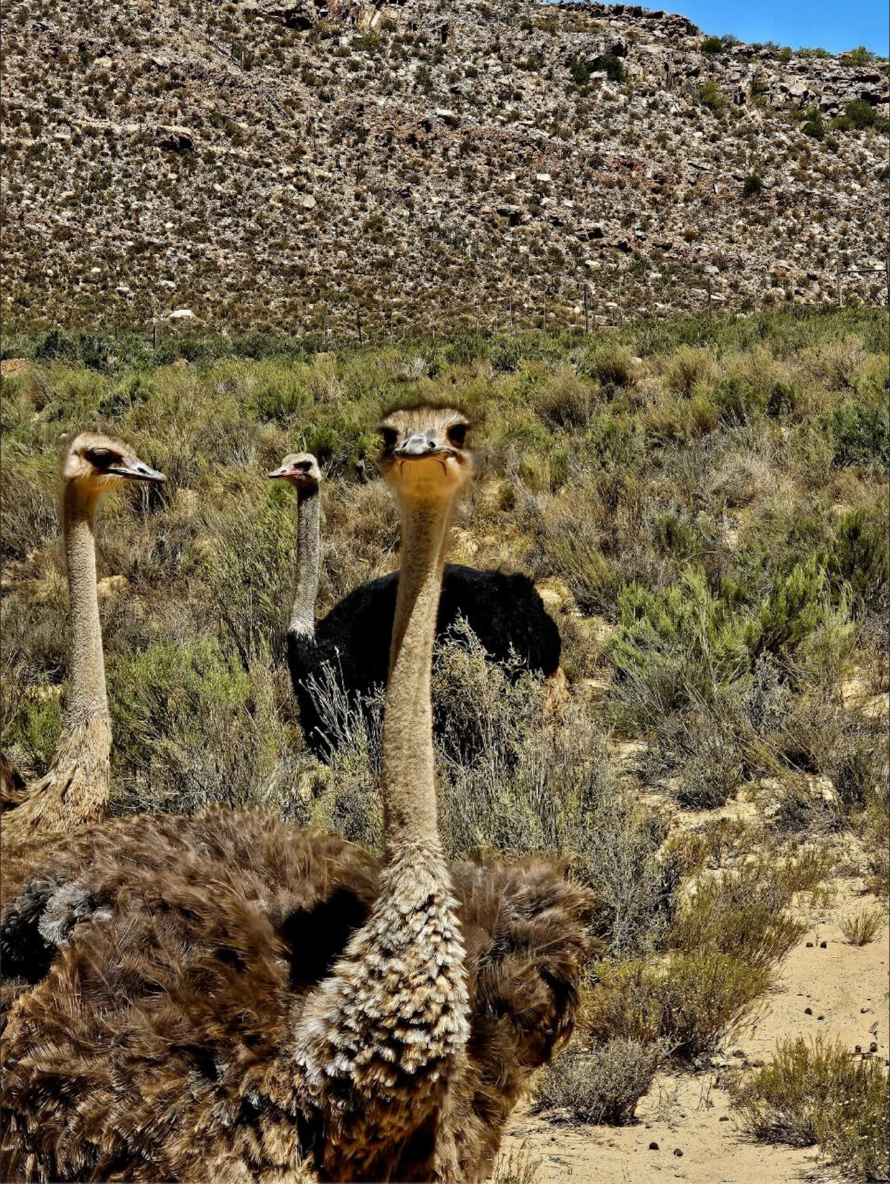 Юар в лицах и историях (6/18)