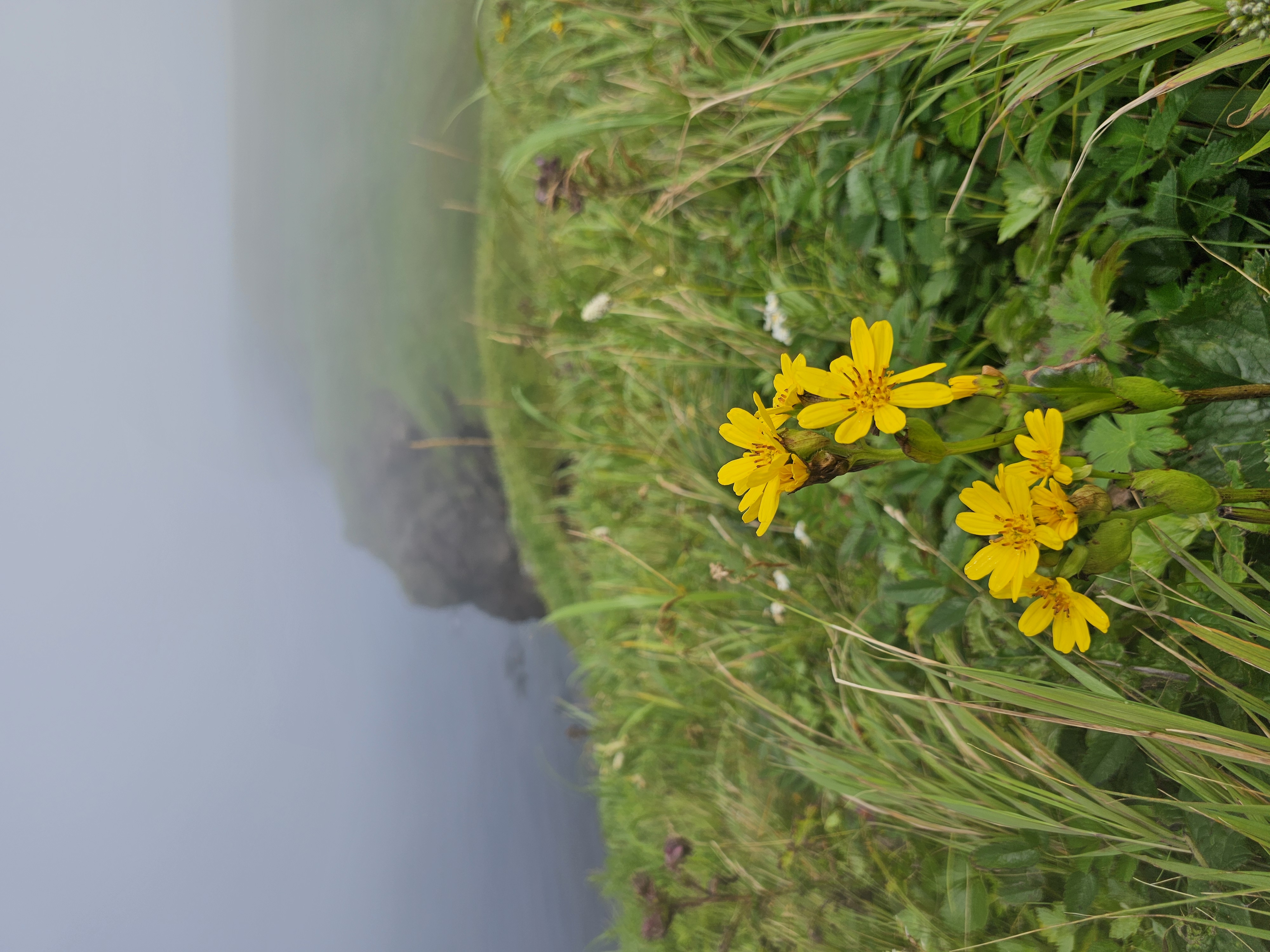Сахалин и Курильские острова без рюкзаков: Шикотан и Кунашир (39/39)