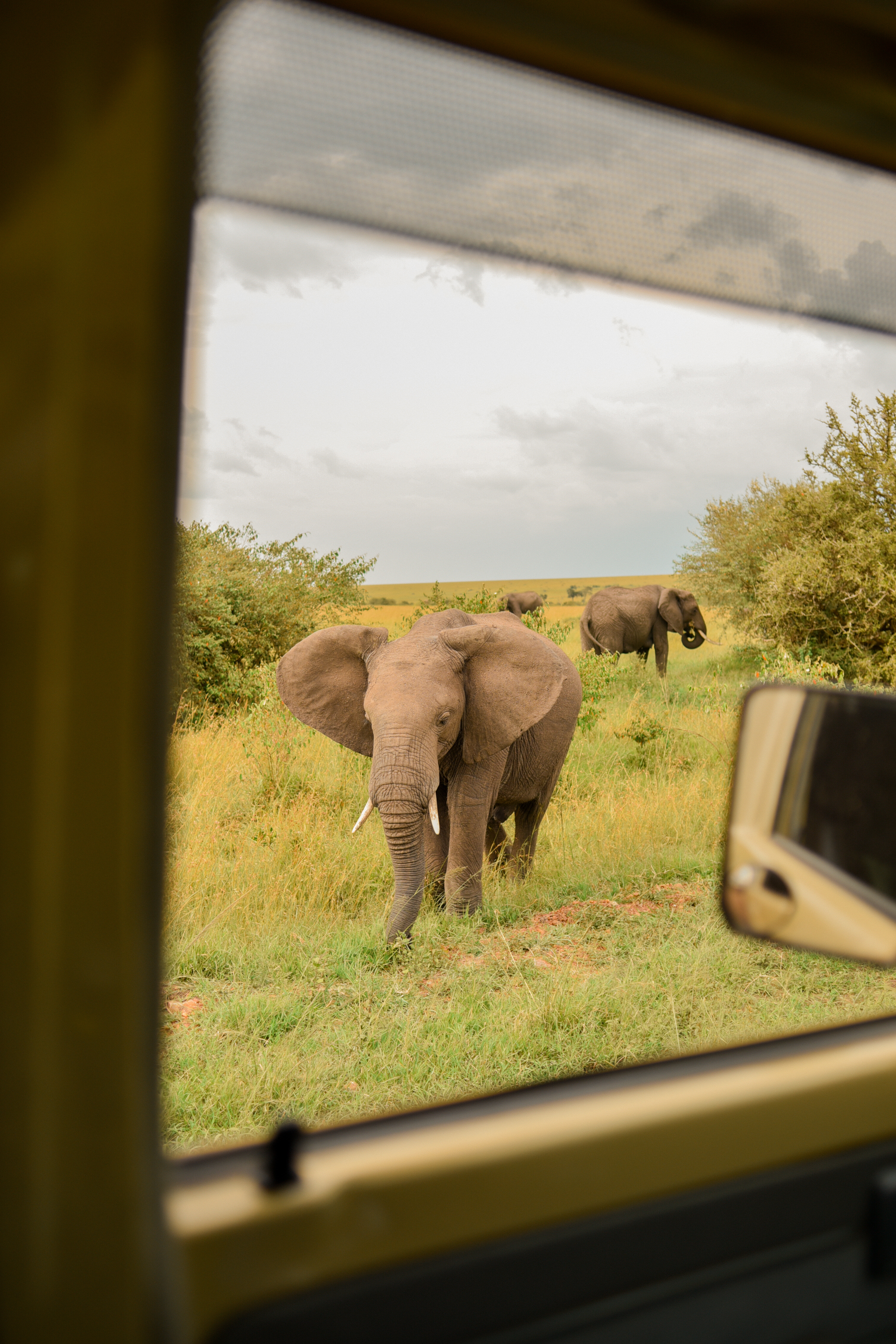 Кения Сердце Африки: сафари, Килиманджаро, бегемоты, племена (17/20)