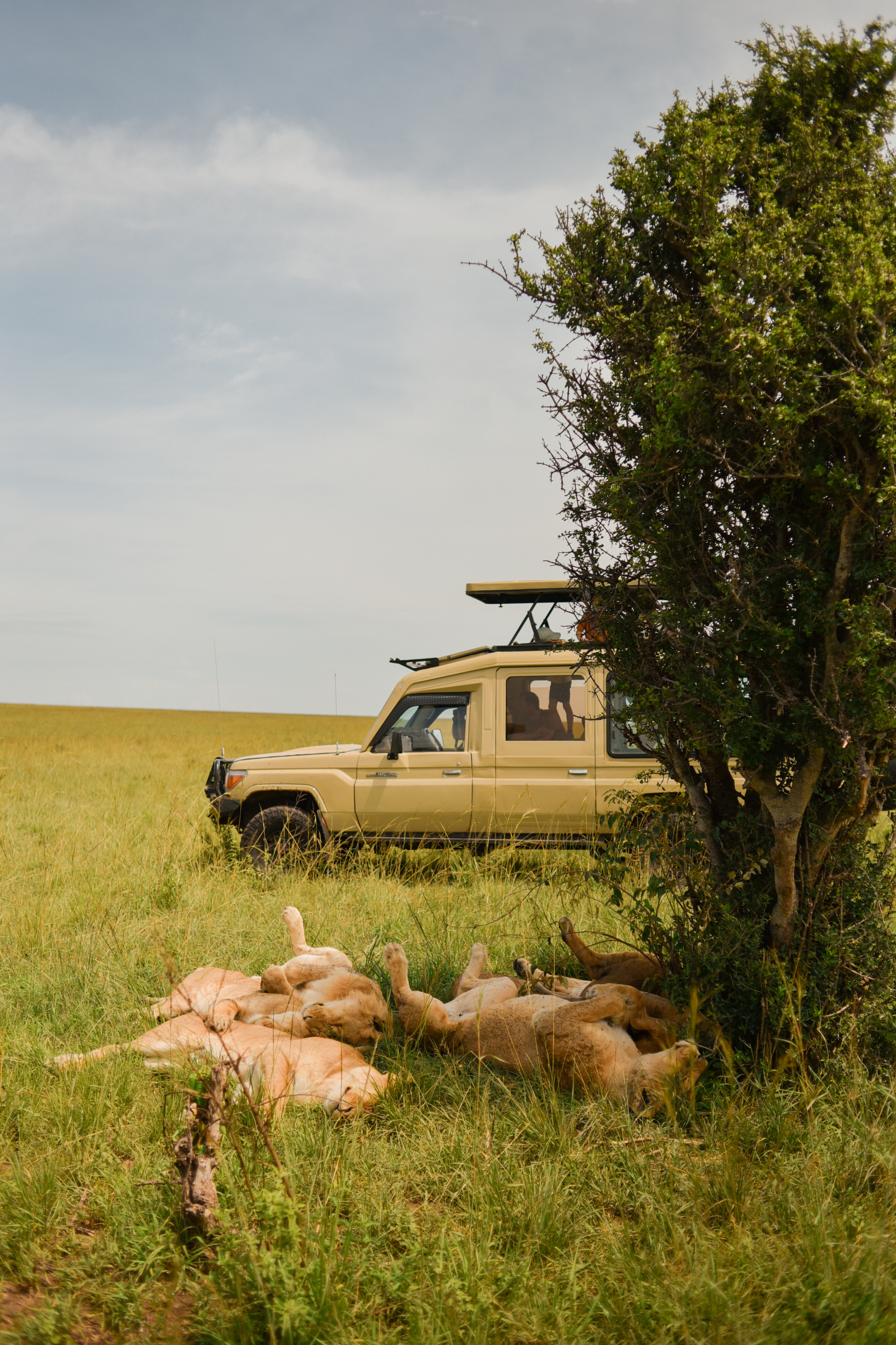 Кения Сердце Африки: сафари, Килиманджаро, бегемоты, племена (10/20)