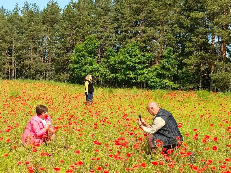 Алый букет Новгородских земель (3/13)