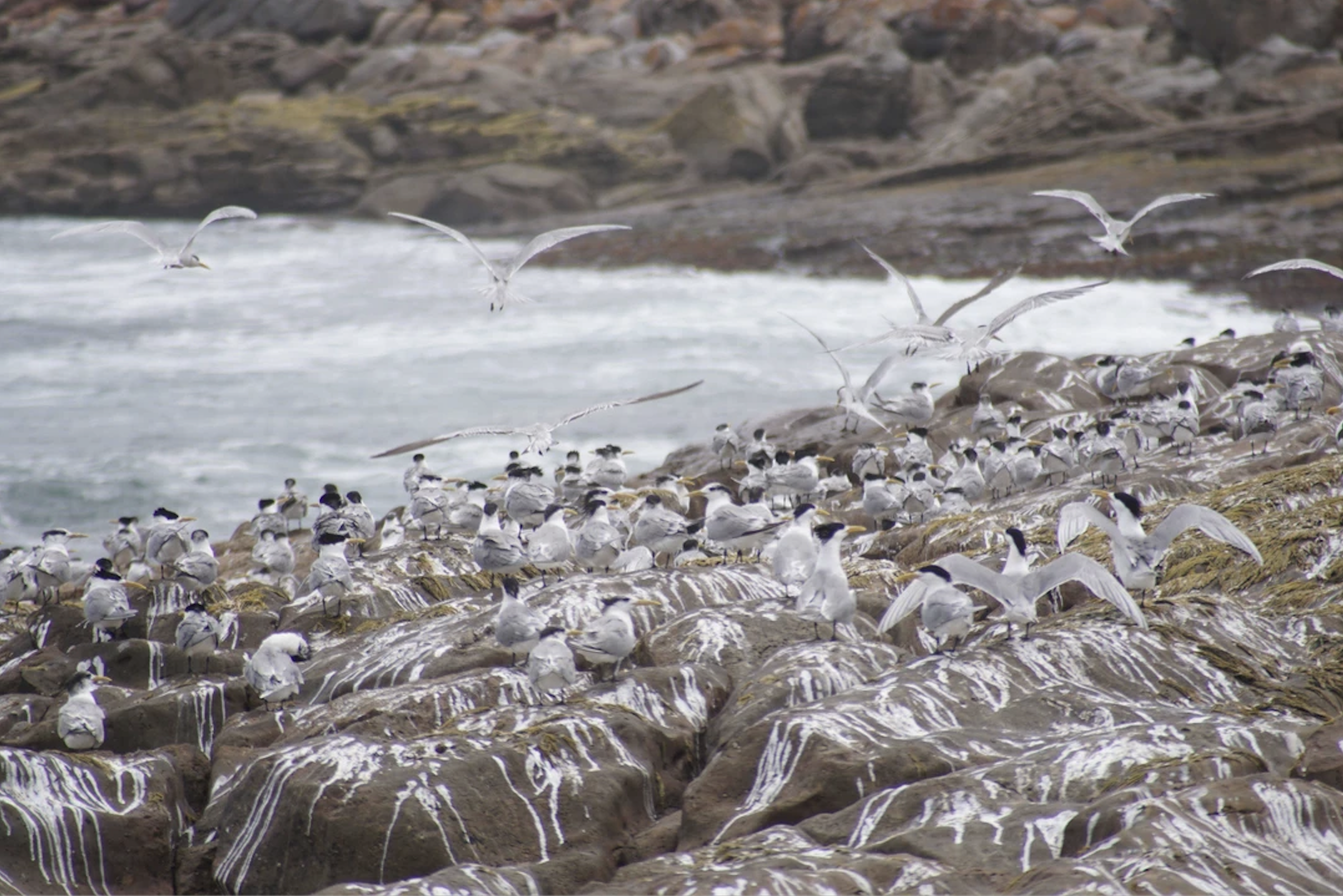 Юар в лицах и историях (10/18)