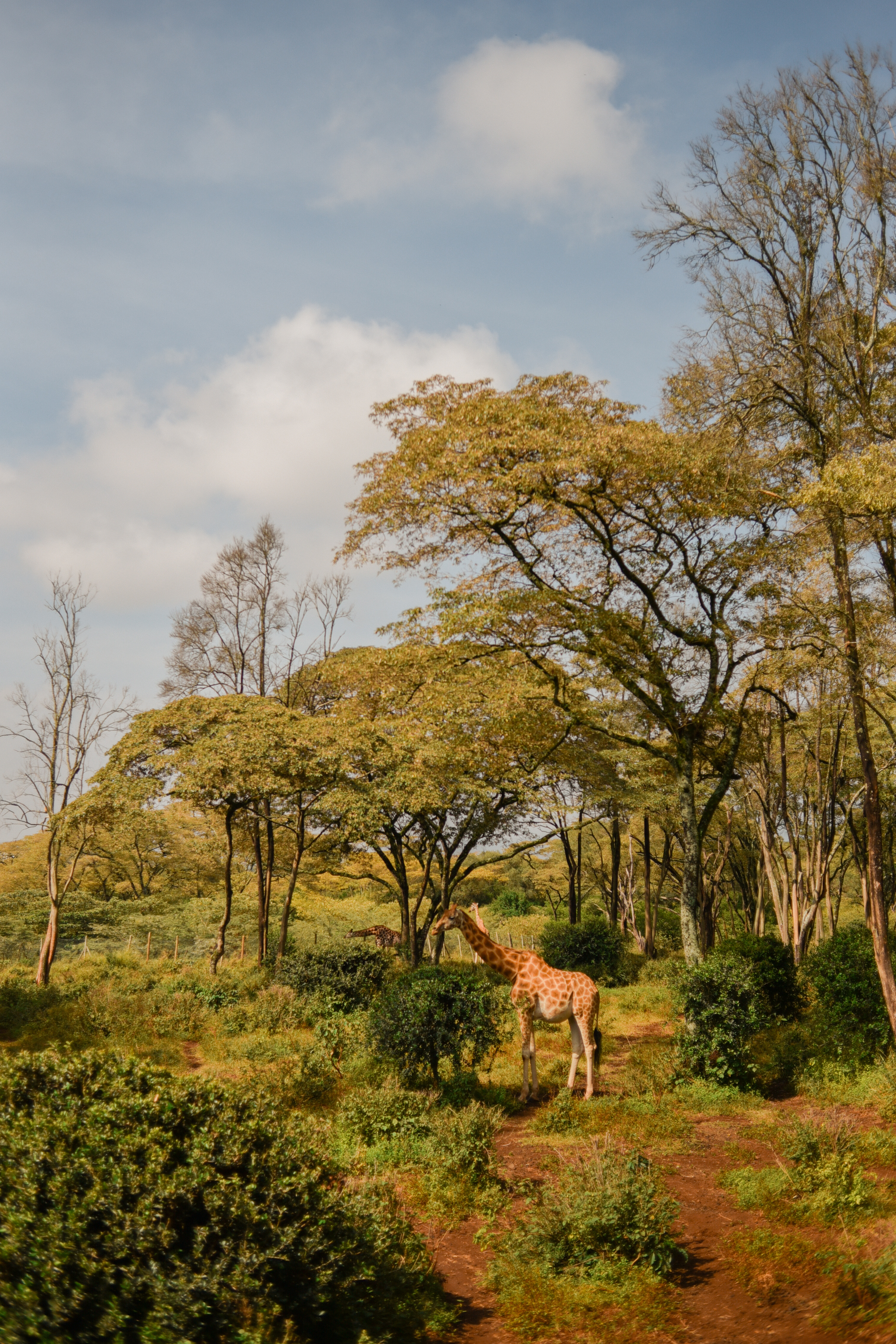 Кения Сердце Африки: сафари, Килиманджаро, бегемоты, племена (8/20)