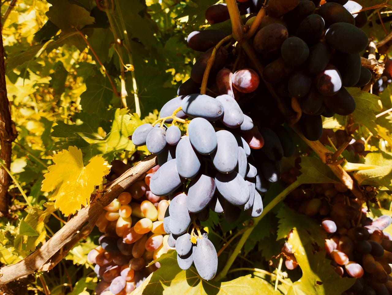 Вкусные истории Липецкого края (3 дня +ж/д) (6/15)