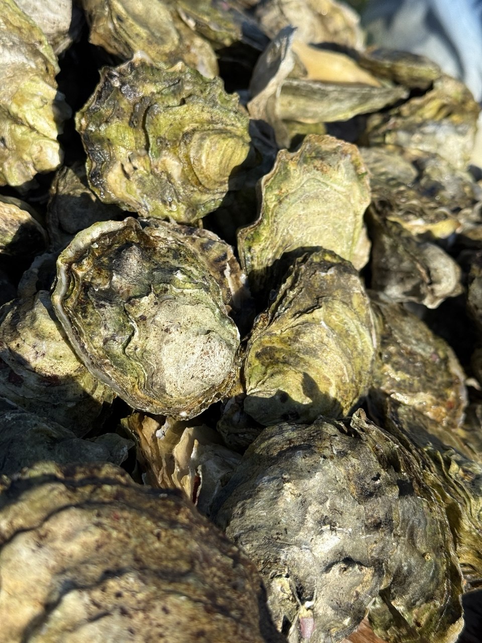 Осенний Сахалин (5/18)