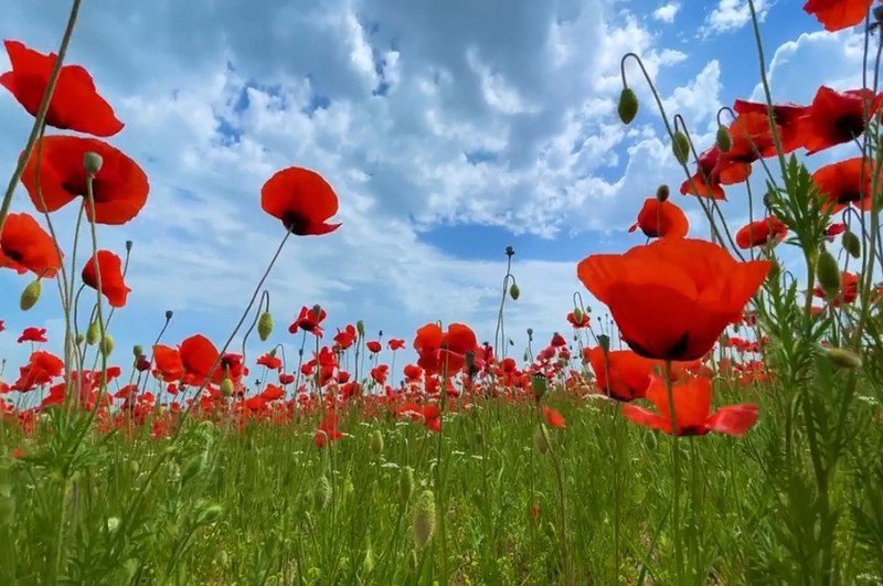 Маковая феерия в Стране Поющих Барханов (9/13)