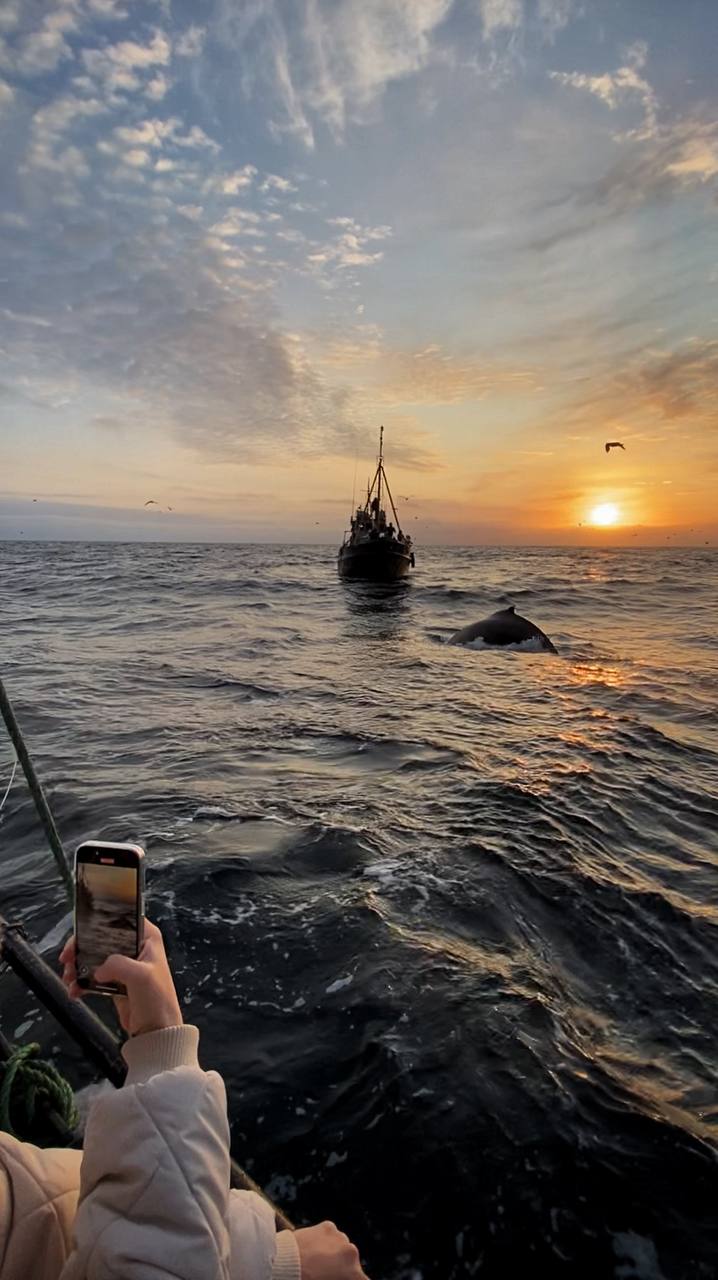 Джиппинг в горы и фотоохота на китов (16/22)