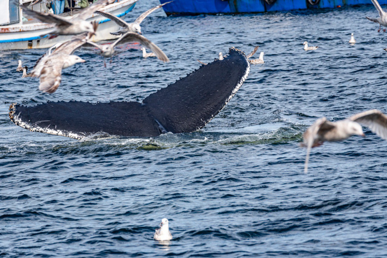 Большое путешествие по Кольскому полуострову. От Териберки до Белого моря (11/17)