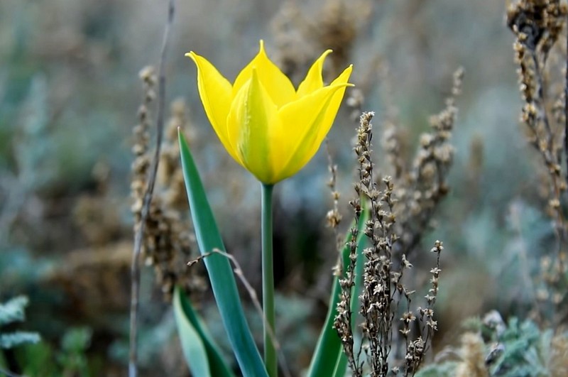 Весенняя магия Калмыкии с выездом на тюльпановые поля (13/16)