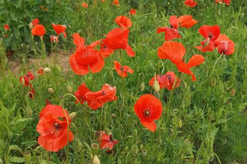 Маковая феерия в Стране Поющих Барханов (10/13)